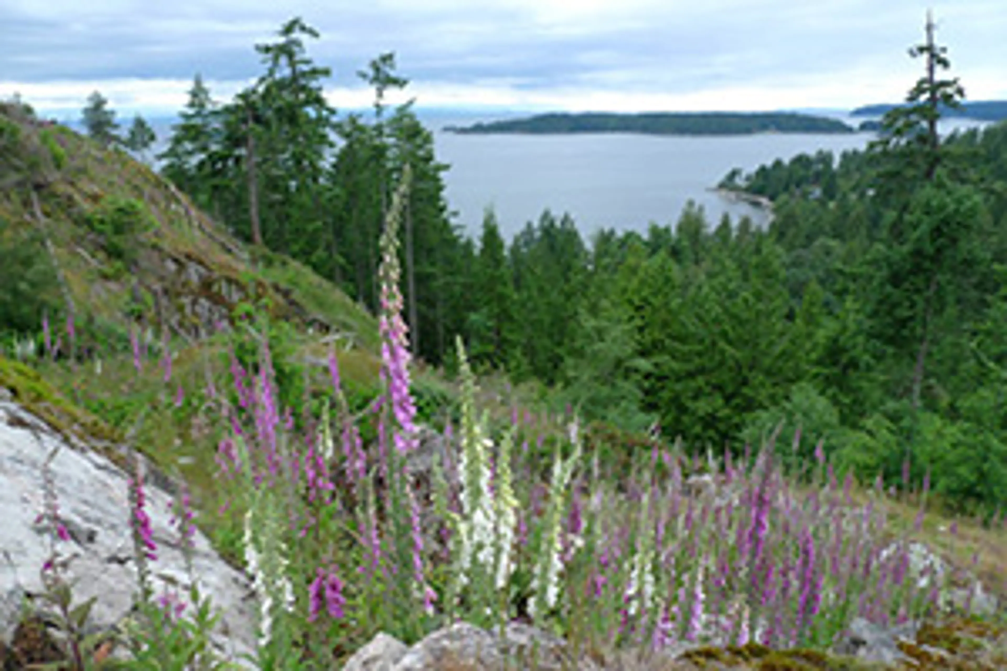 Foxgloves Bowen Island view