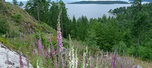Foxgloves Bowen Island view
