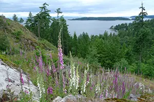 Foxgloves Bowen Island view