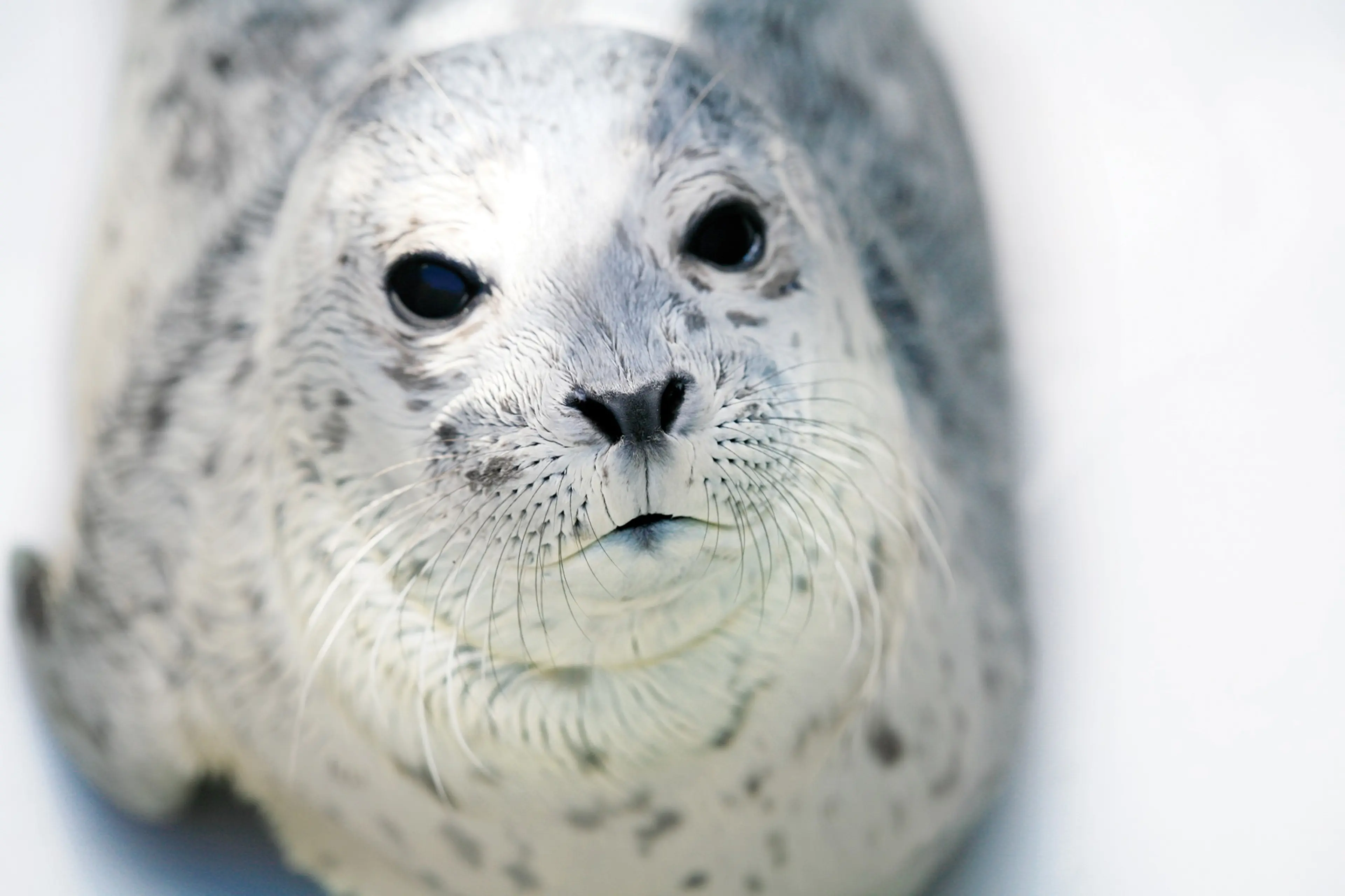 Vancouver Aquarium Presents Pints, Pinnipeds, and Rescue Stories - A Special Edition After Hours