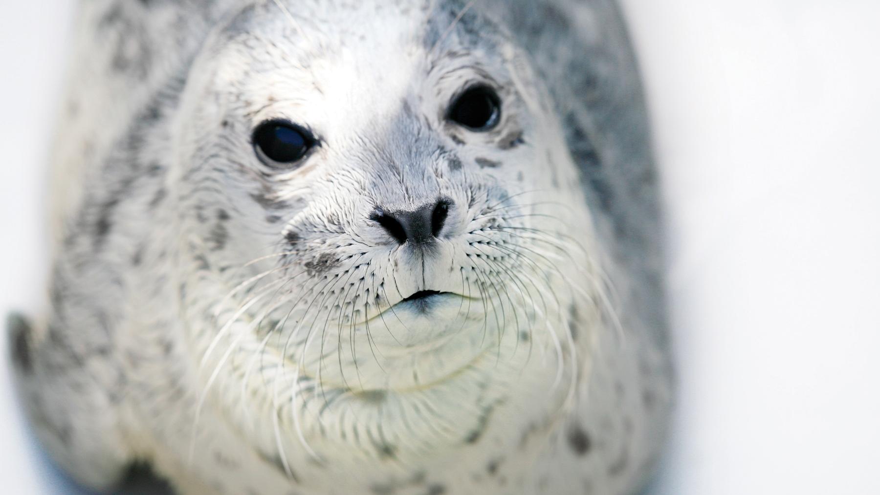 Vancouver Aquarium Presents Pints, Pinnipeds, and Rescue Stories - A Special Edition After Hours