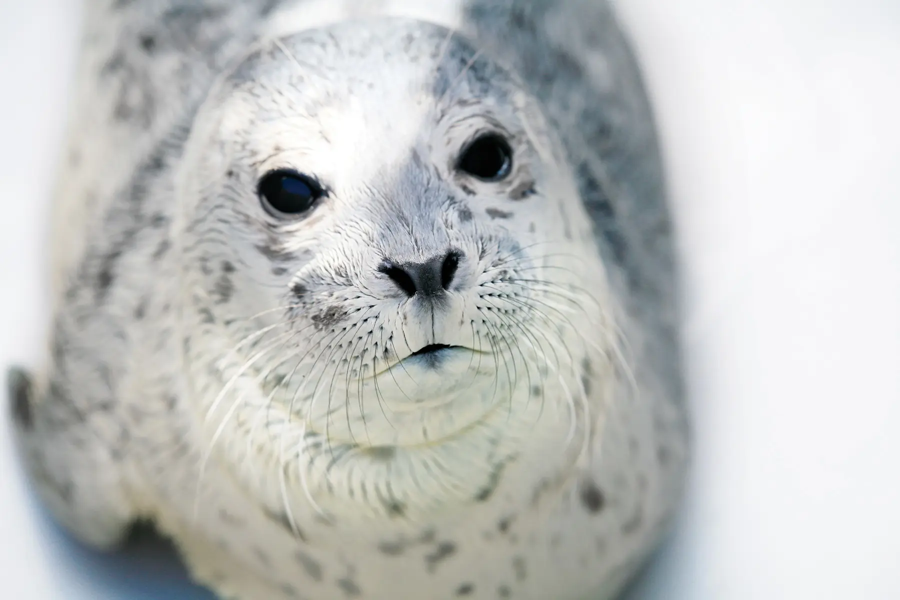 Vancouver Aquarium Presents Pints, Pinnipeds, and Rescue Stories - A Special Edition After Hours