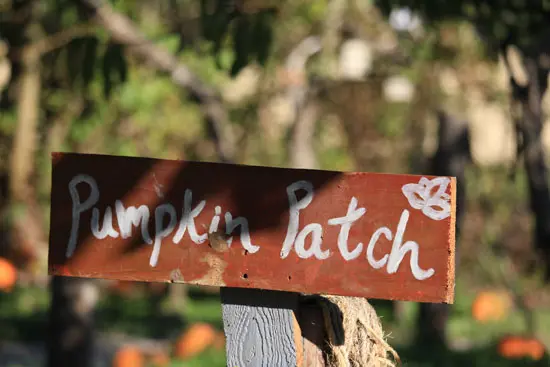 In Search of the Great Pumpkin