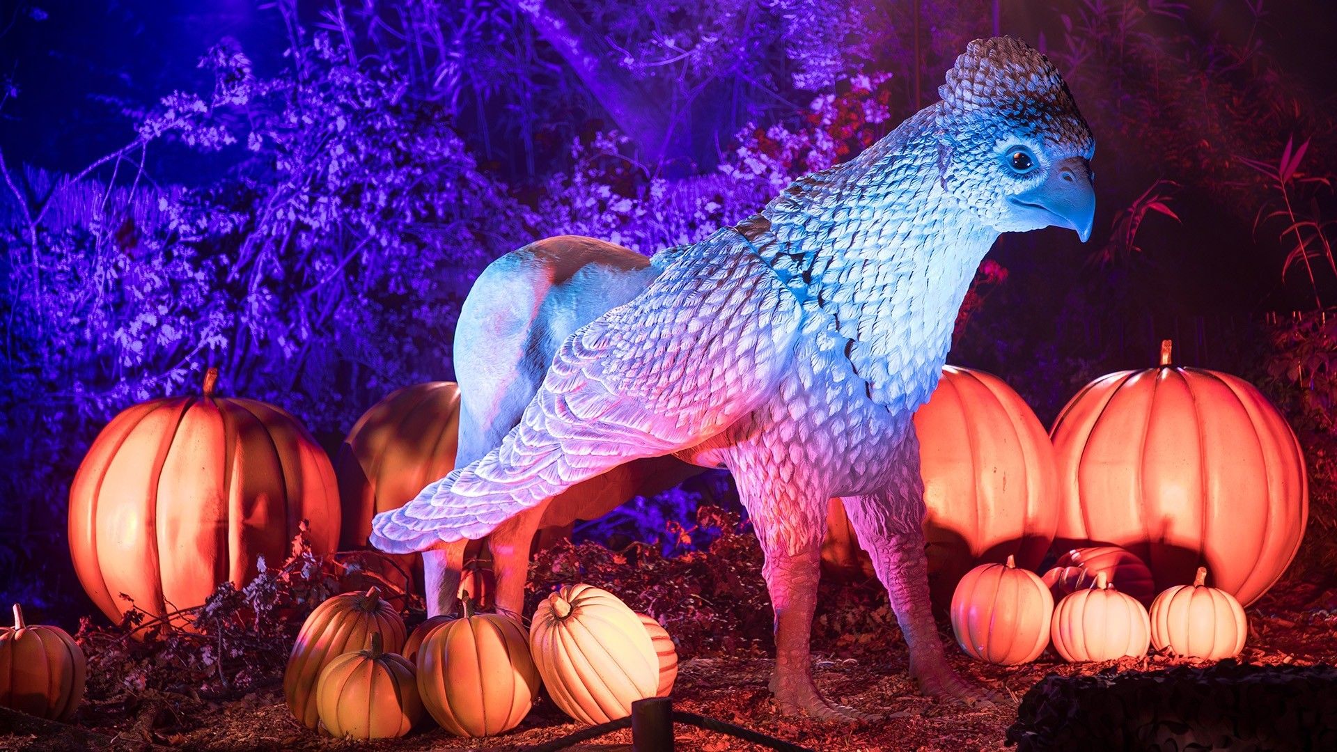 w-1920h-1080-5d36cf-FORBIDDEN_FOREST_MONTAUBAN_GCOM_-21