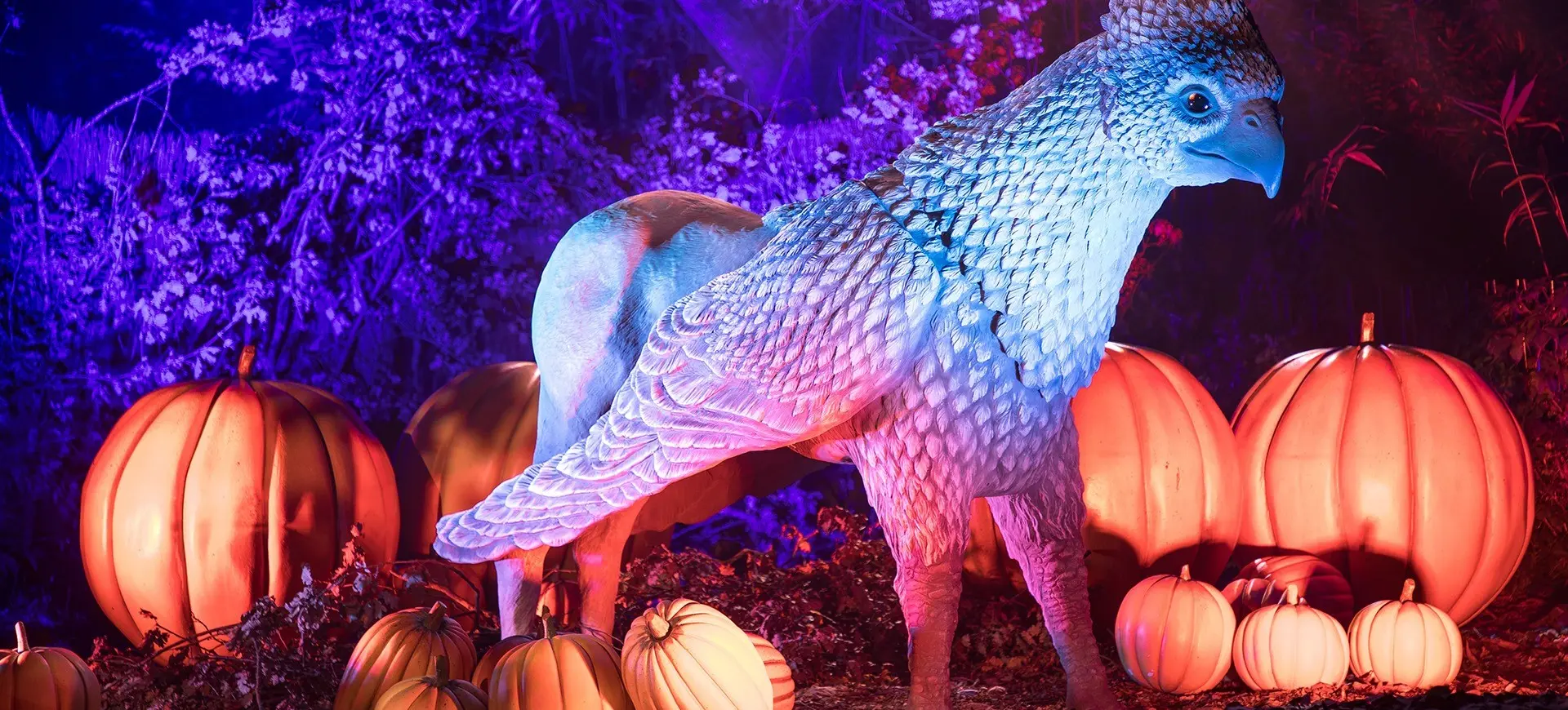 w-1920h-1080-5d36cf-FORBIDDEN_FOREST_MONTAUBAN_GCOM_-21