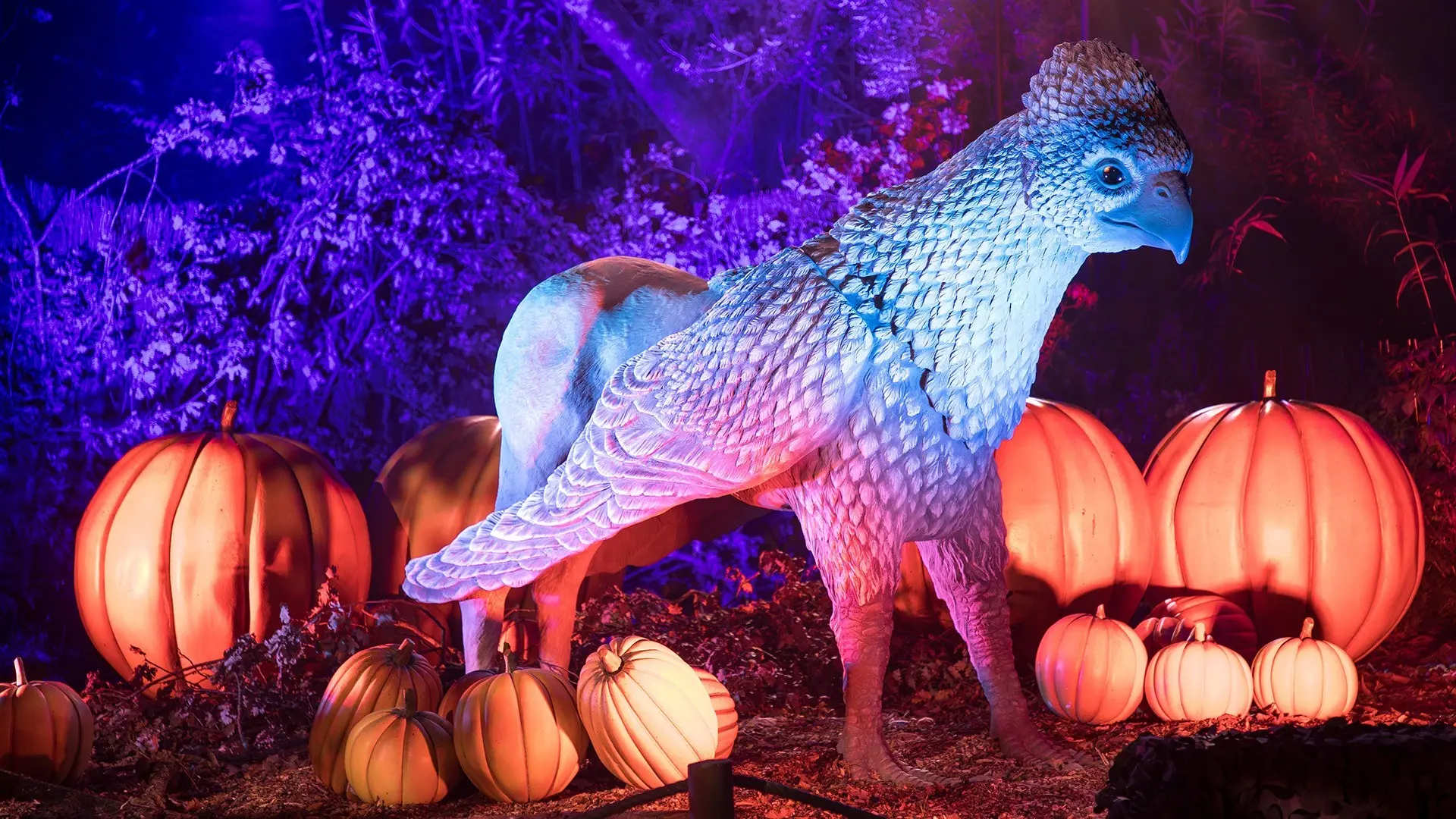 w-1920h-1080-5d36cf-FORBIDDEN_FOREST_MONTAUBAN_GCOM_-21