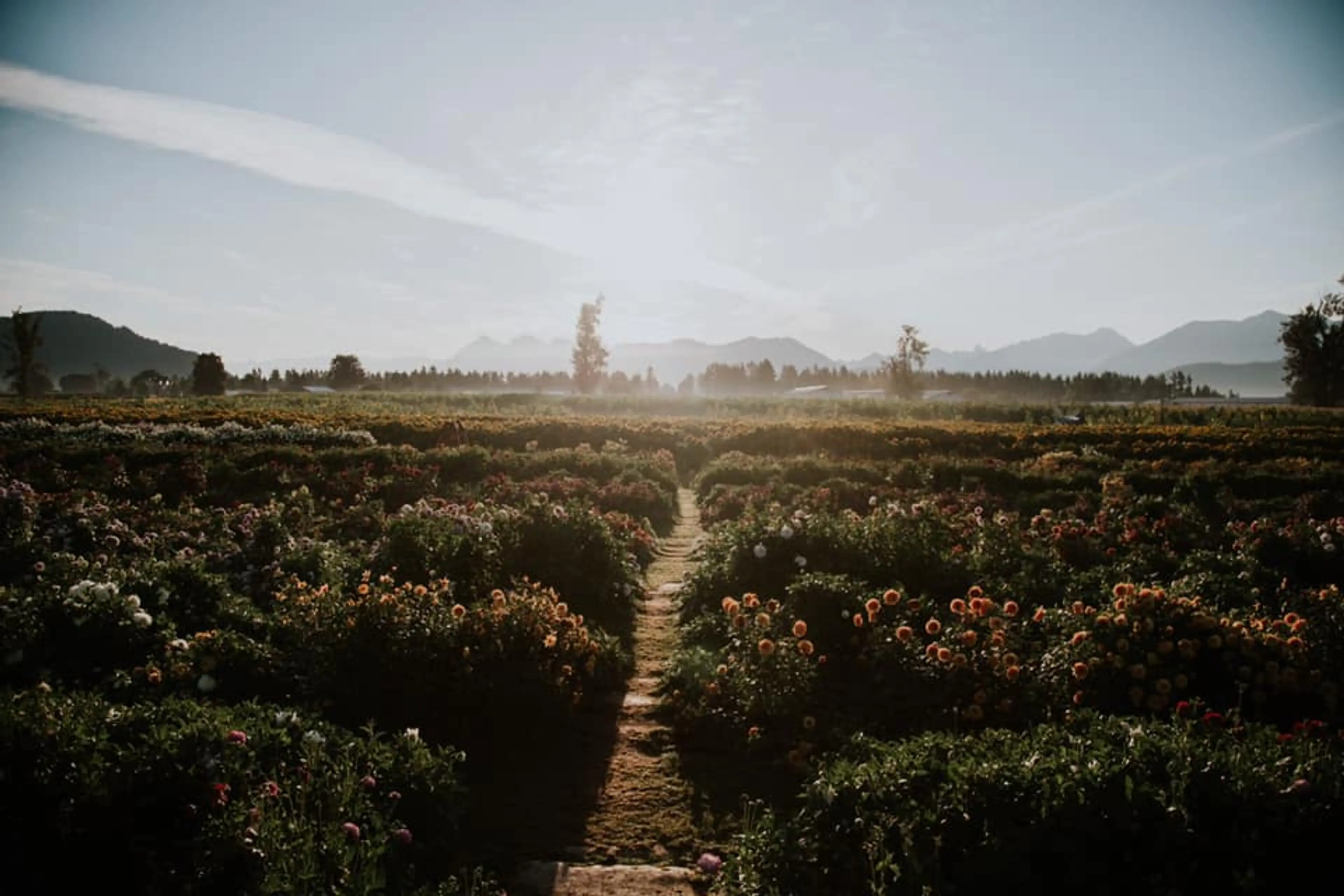 Don’t Miss Out on 2020’s Sunflower Festivals