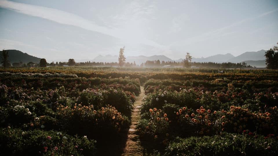 Don’t Miss Out on 2020’s Sunflower Festivals
