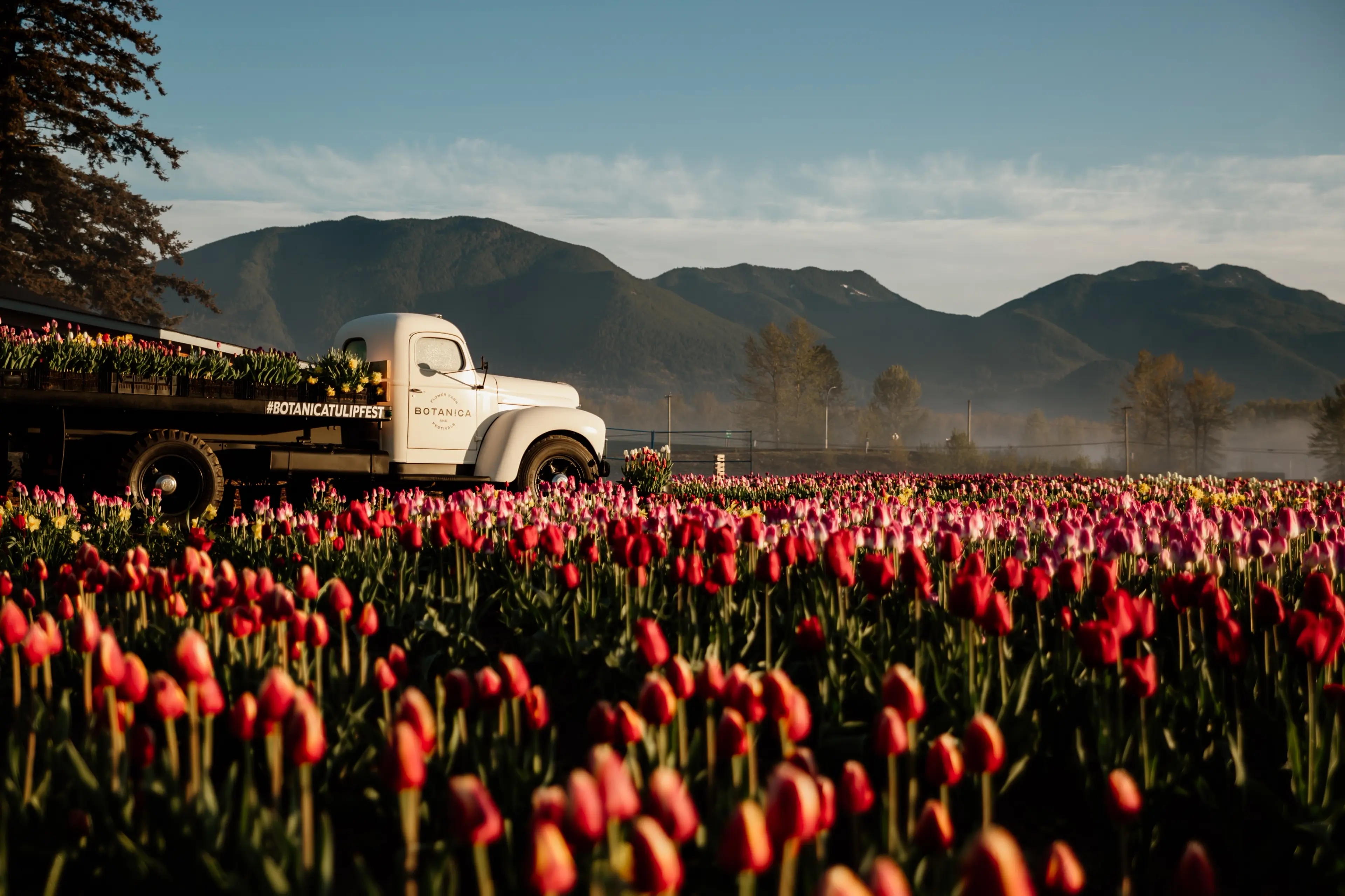 A truck full of tulips in a field of tulips at the Botancia Tulip Festival