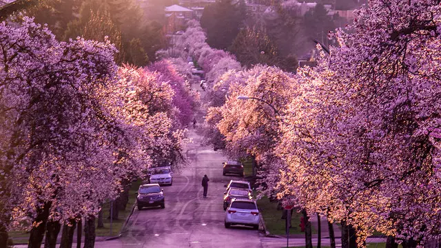 cherry blossoms vancouver