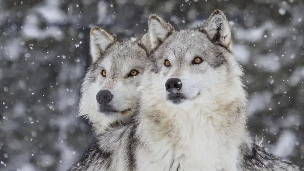 Wolves-of-Yellowstone-1200x827-1