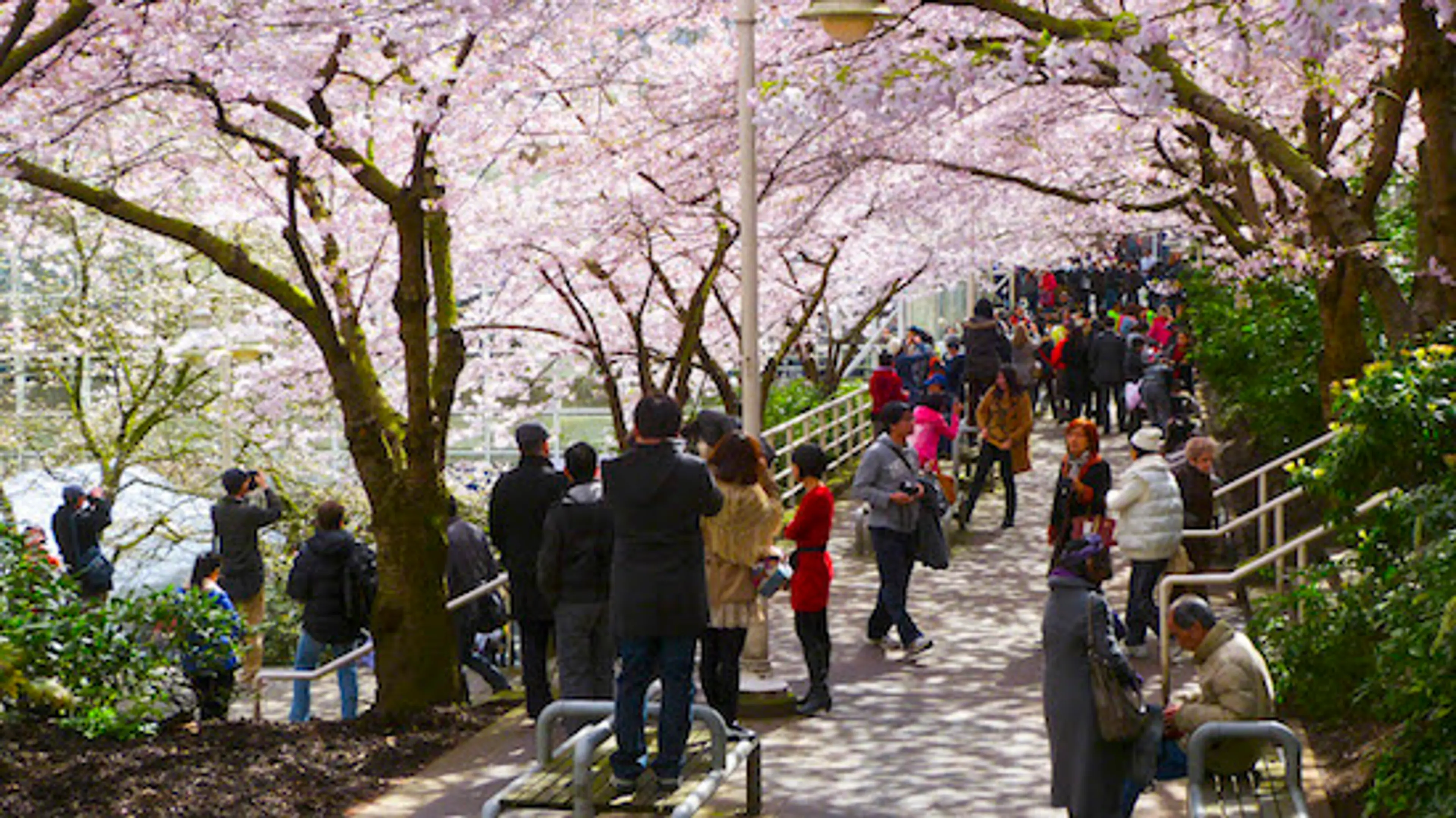 5 Can’t-Miss Events at the 2016 Vancouver Cherry Blossom Festival