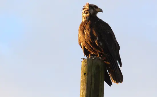fraser-valley-bald-eagle-festival-discover-the-outdoors6