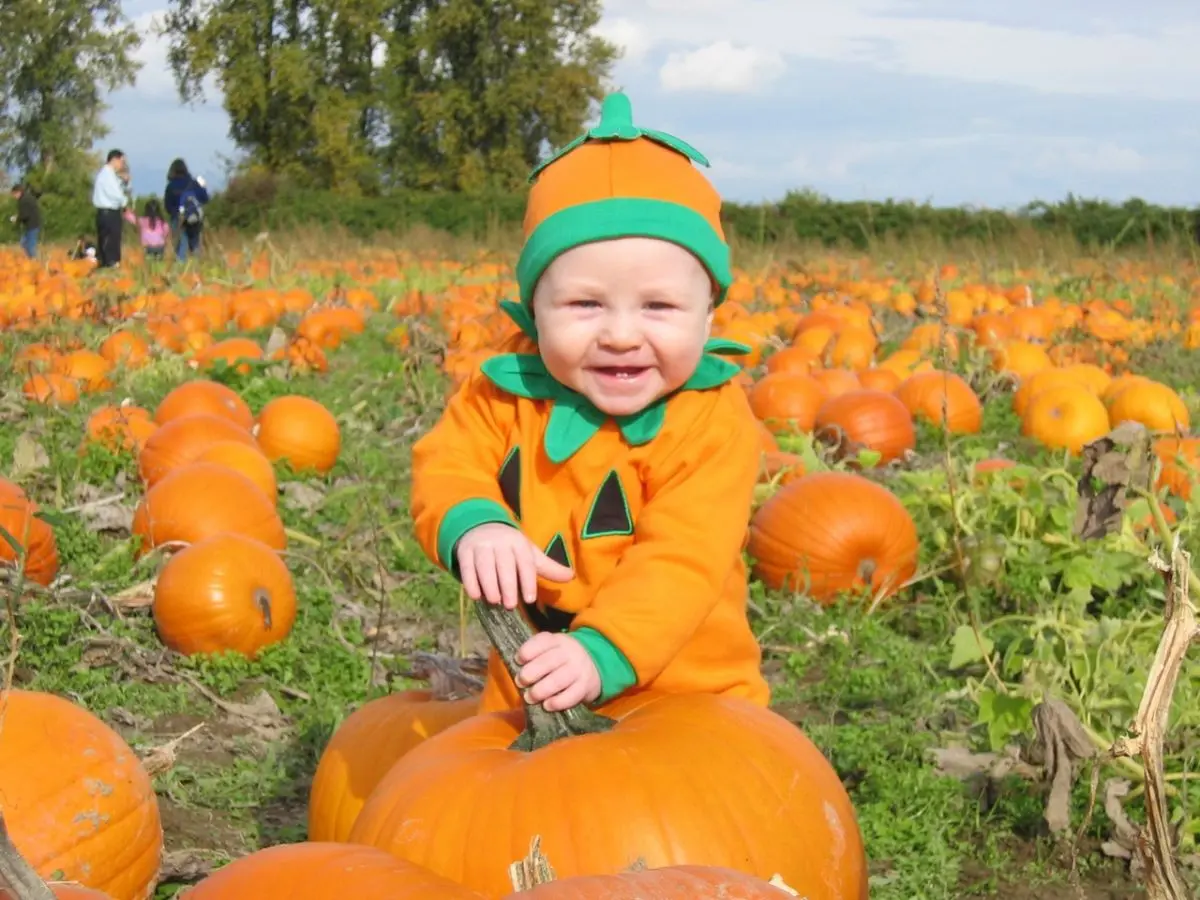Richmond Country Farms pumpkin patch