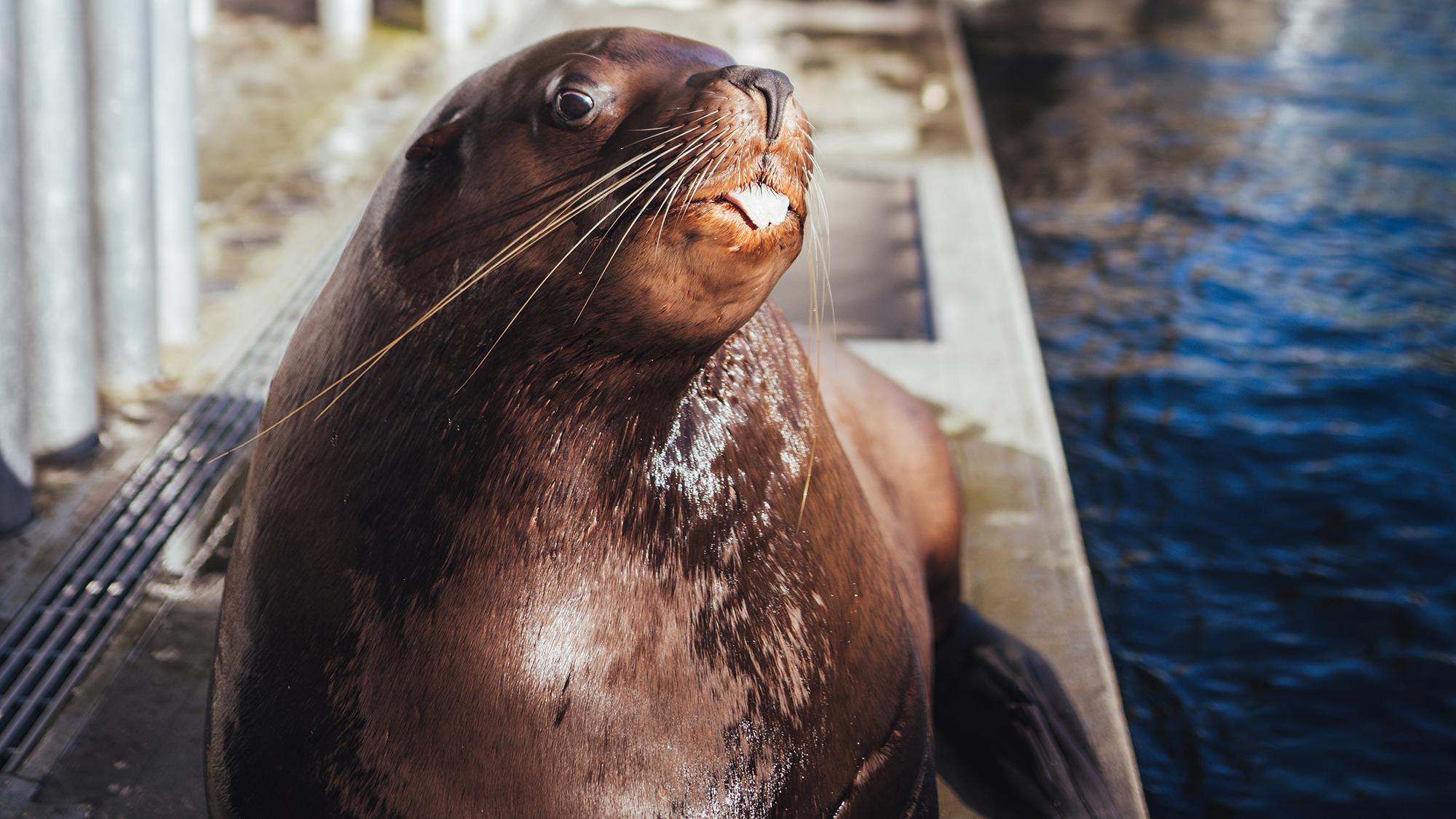 Vancouver Aquarium