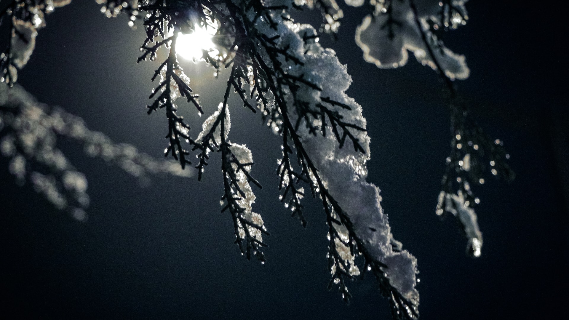 The moonlights up a branch covered in snow