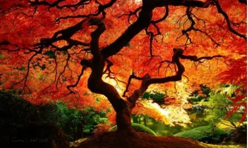 Chinese Penjing Show and Sale