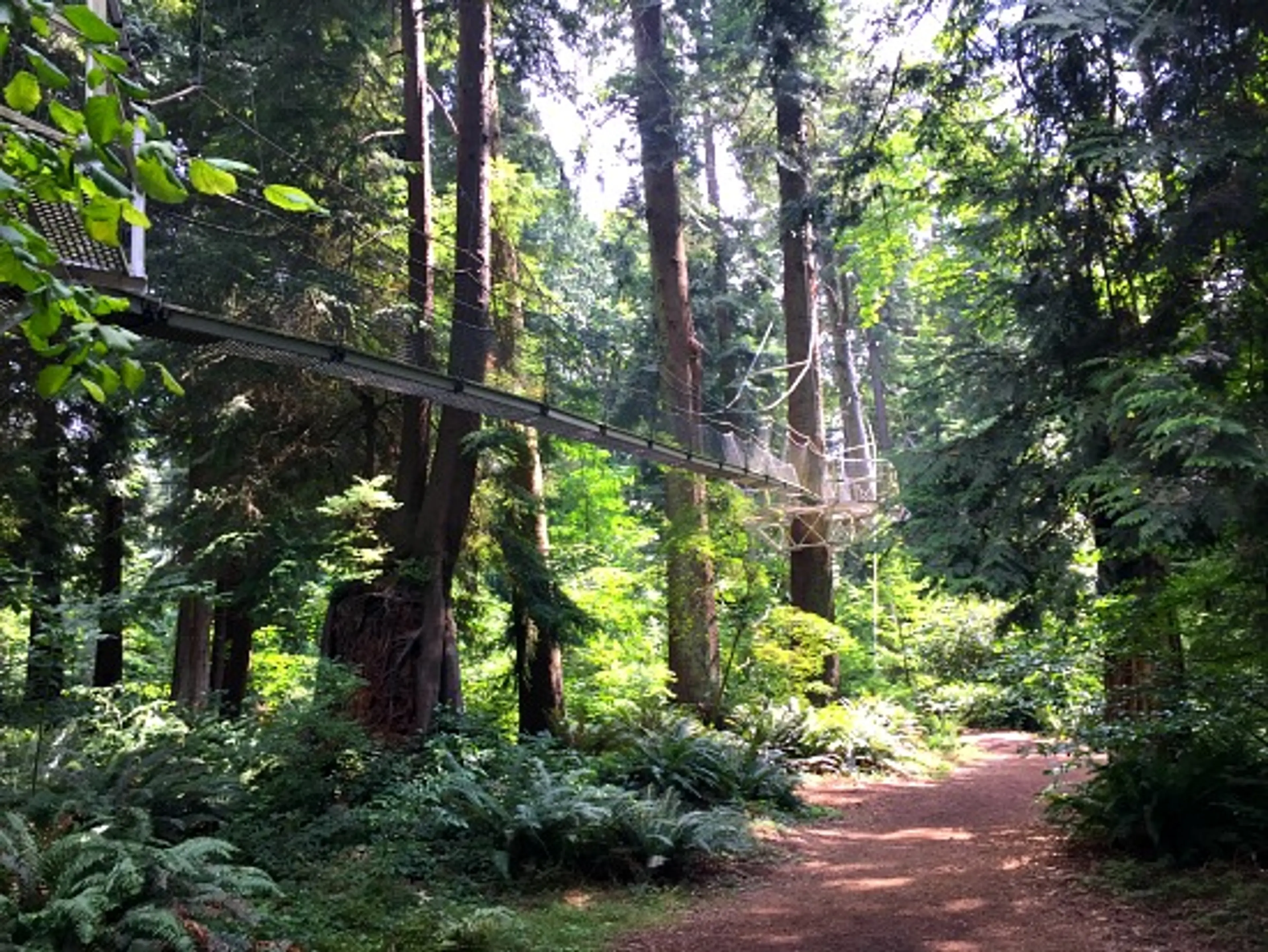 Greenheart TreeWalk | Photo: Bianca Bujan