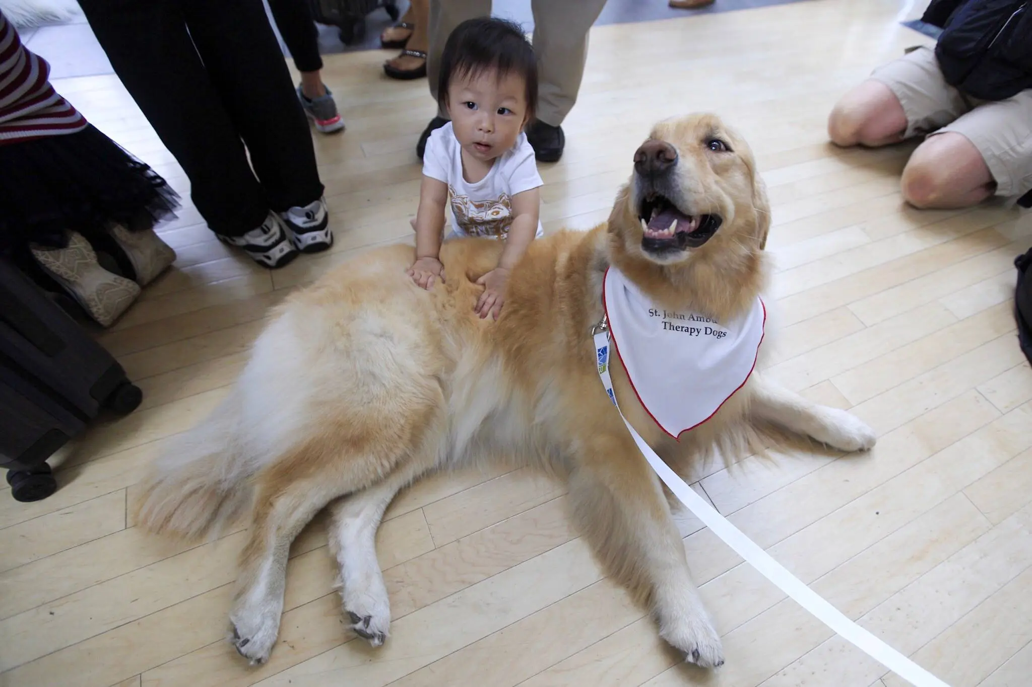 YVR Airport Therapy Dogs