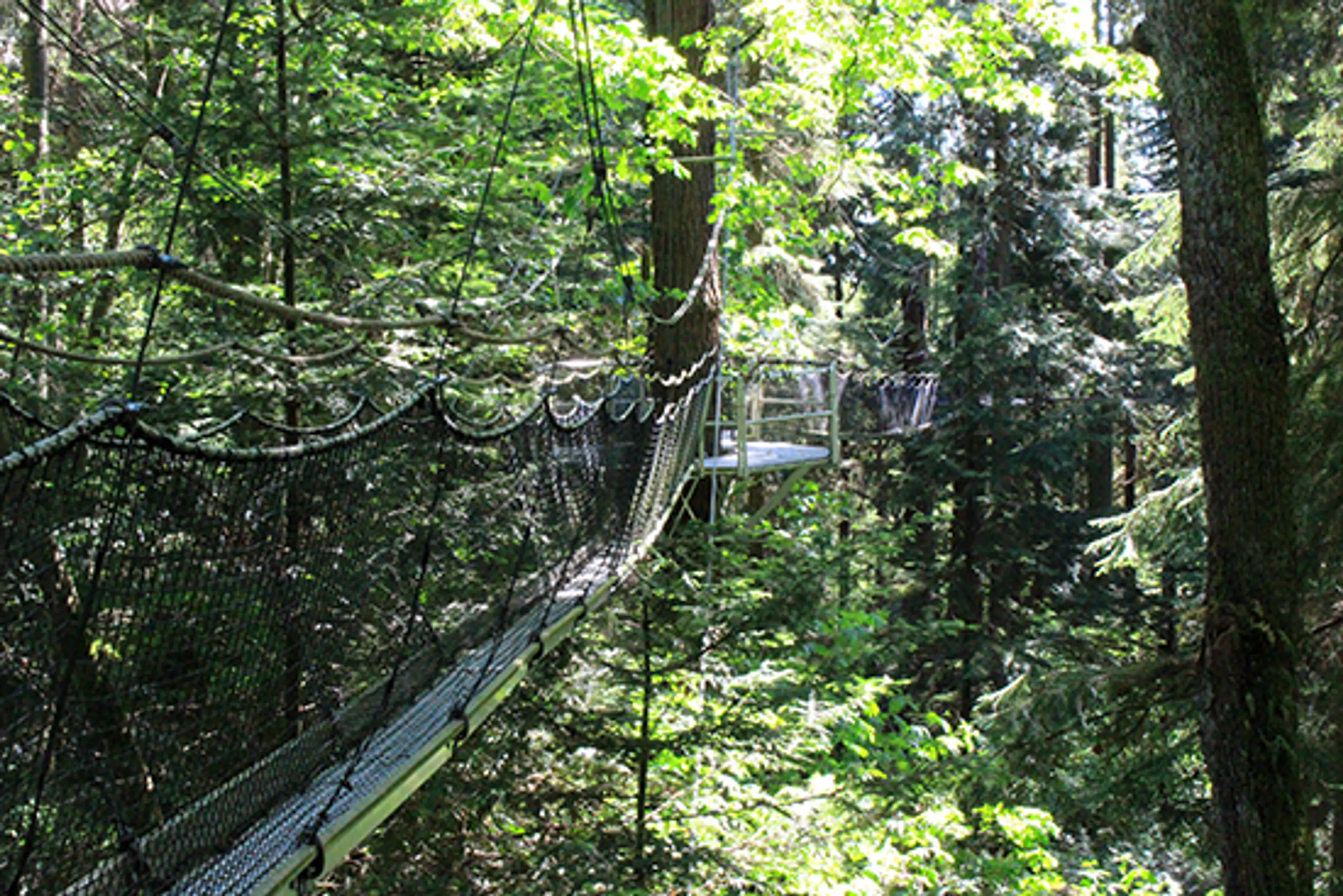 Ewok sighting at UBC?  Greenheart TreeWalk – Vancouver’s Suspended Eco-Attraction