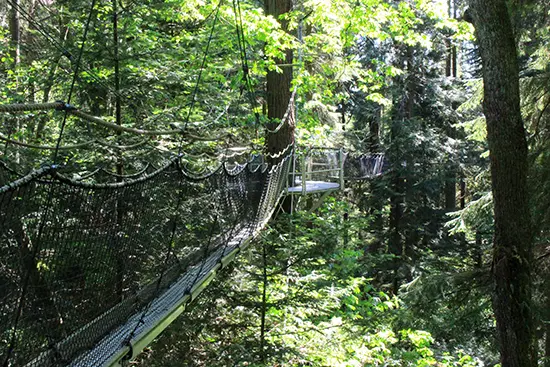 Ewok sighting at UBC? Greenheart TreeWalk – Vancouver’s Suspended Eco-Attraction