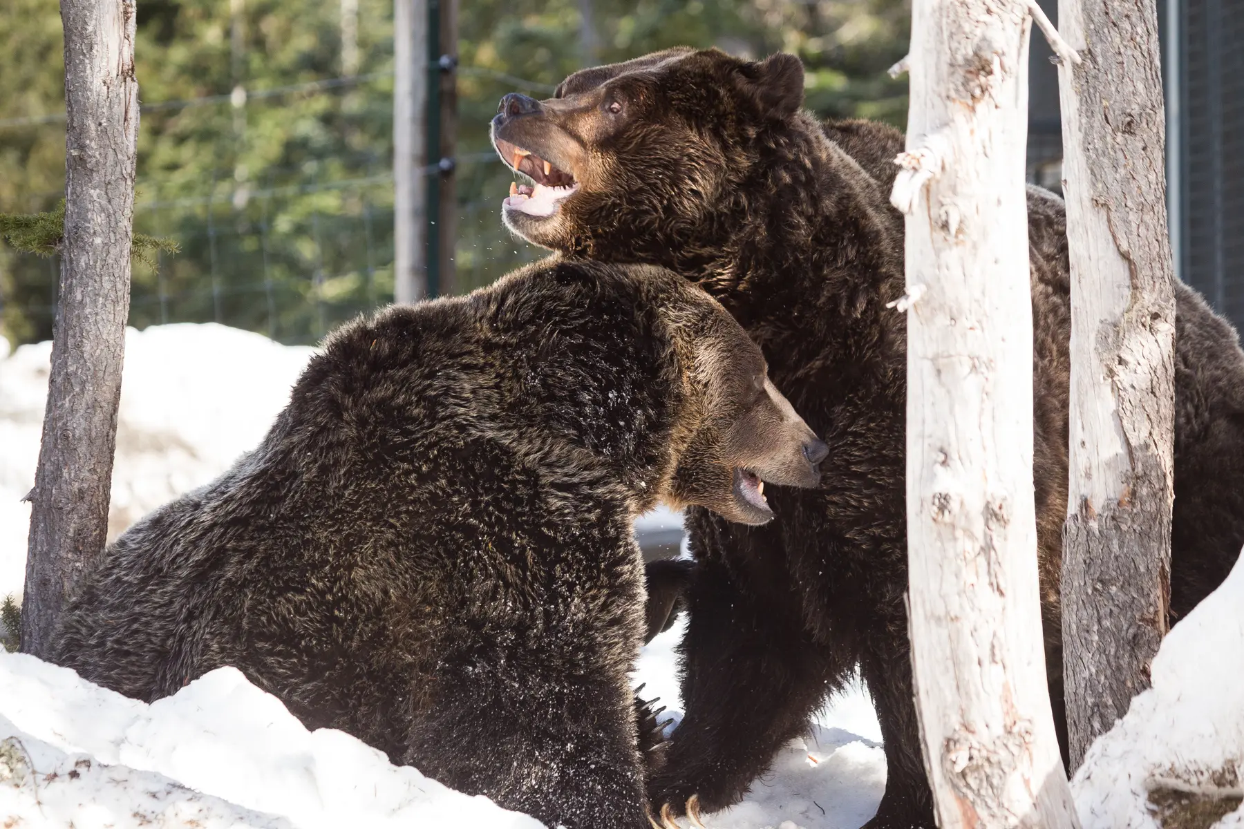 grizzly bears grouse mountain