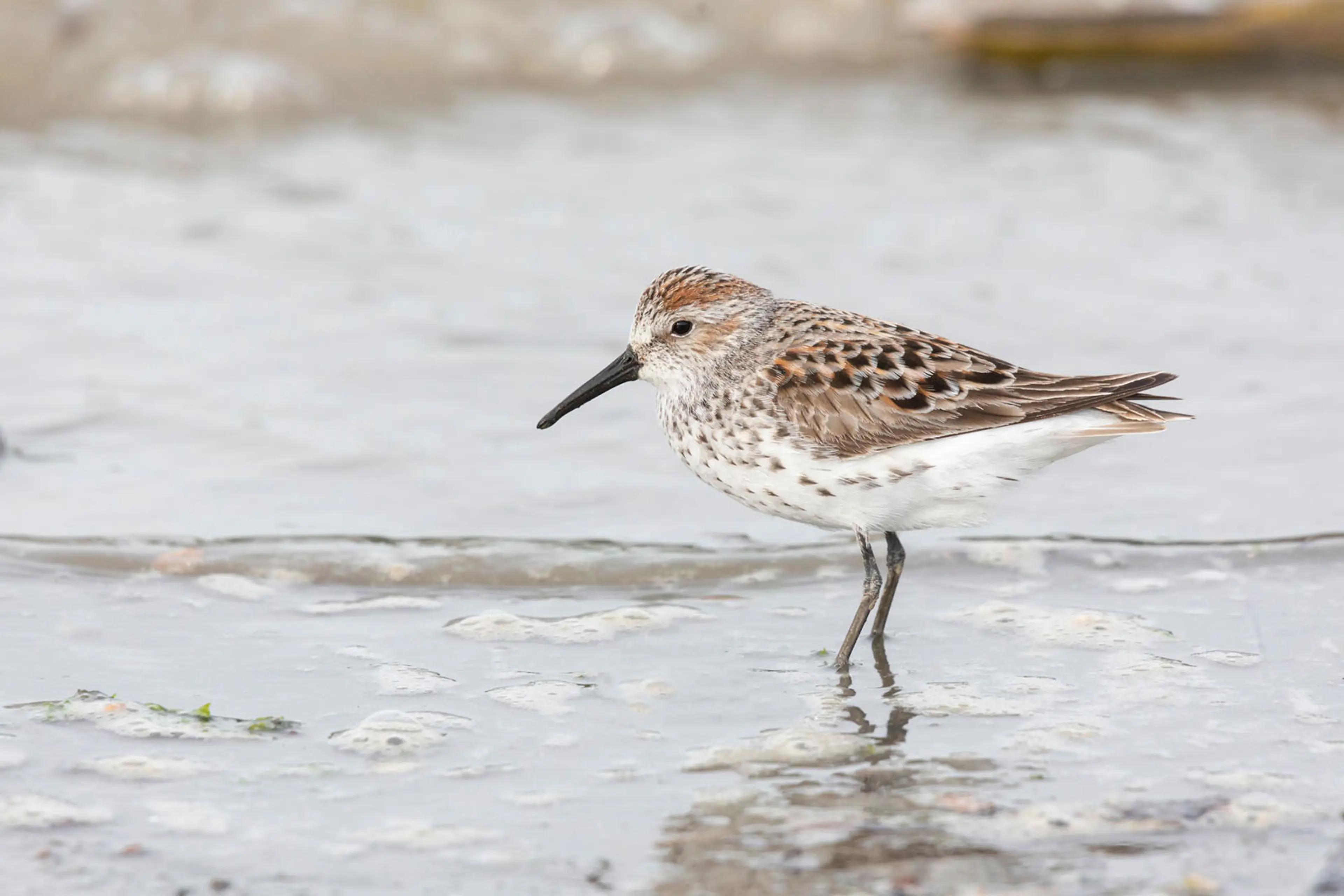 Western Sandpiper on the BC Bird Trail