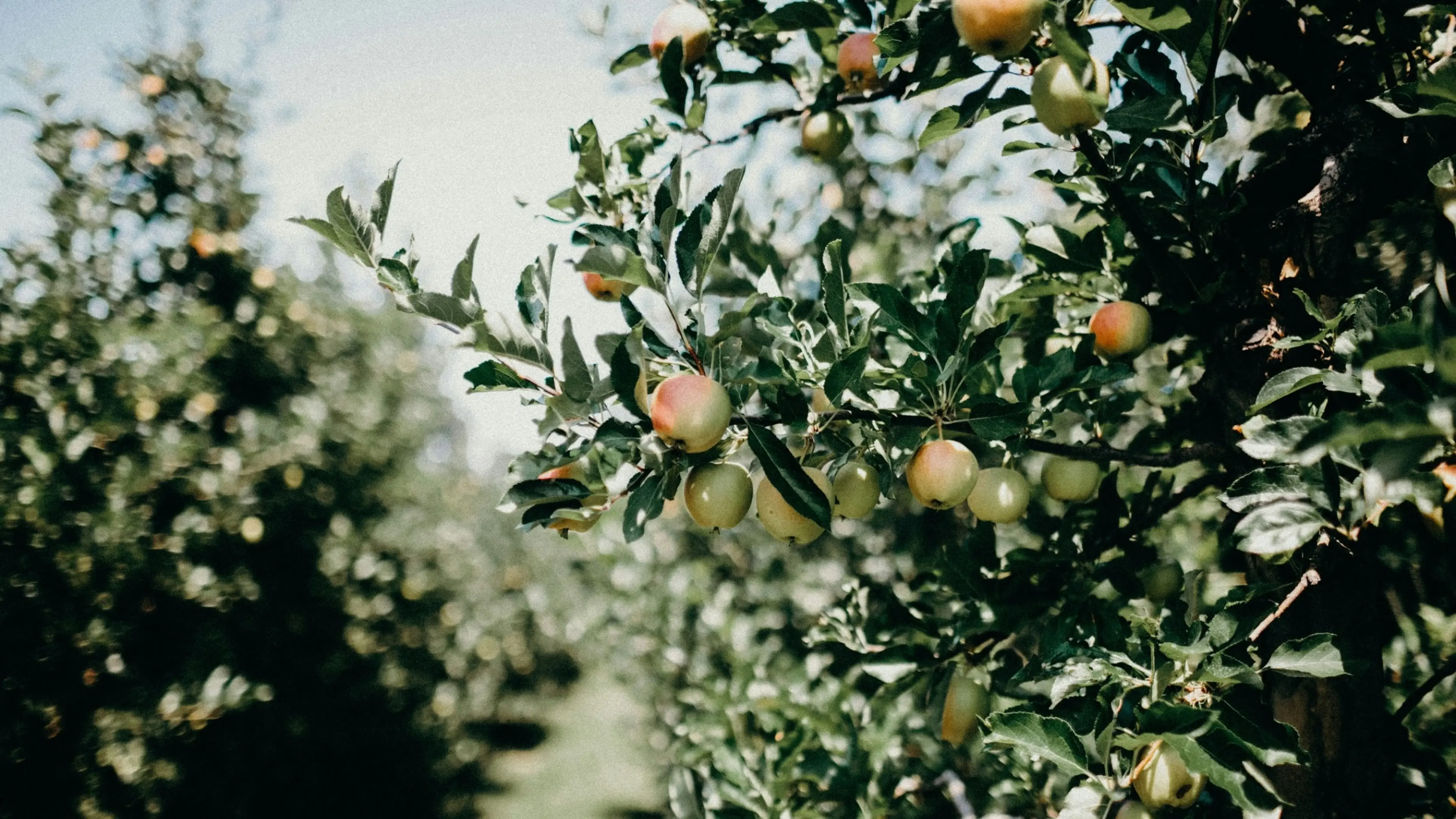 liana-mikah-PyJCcS09RTg-unsplash