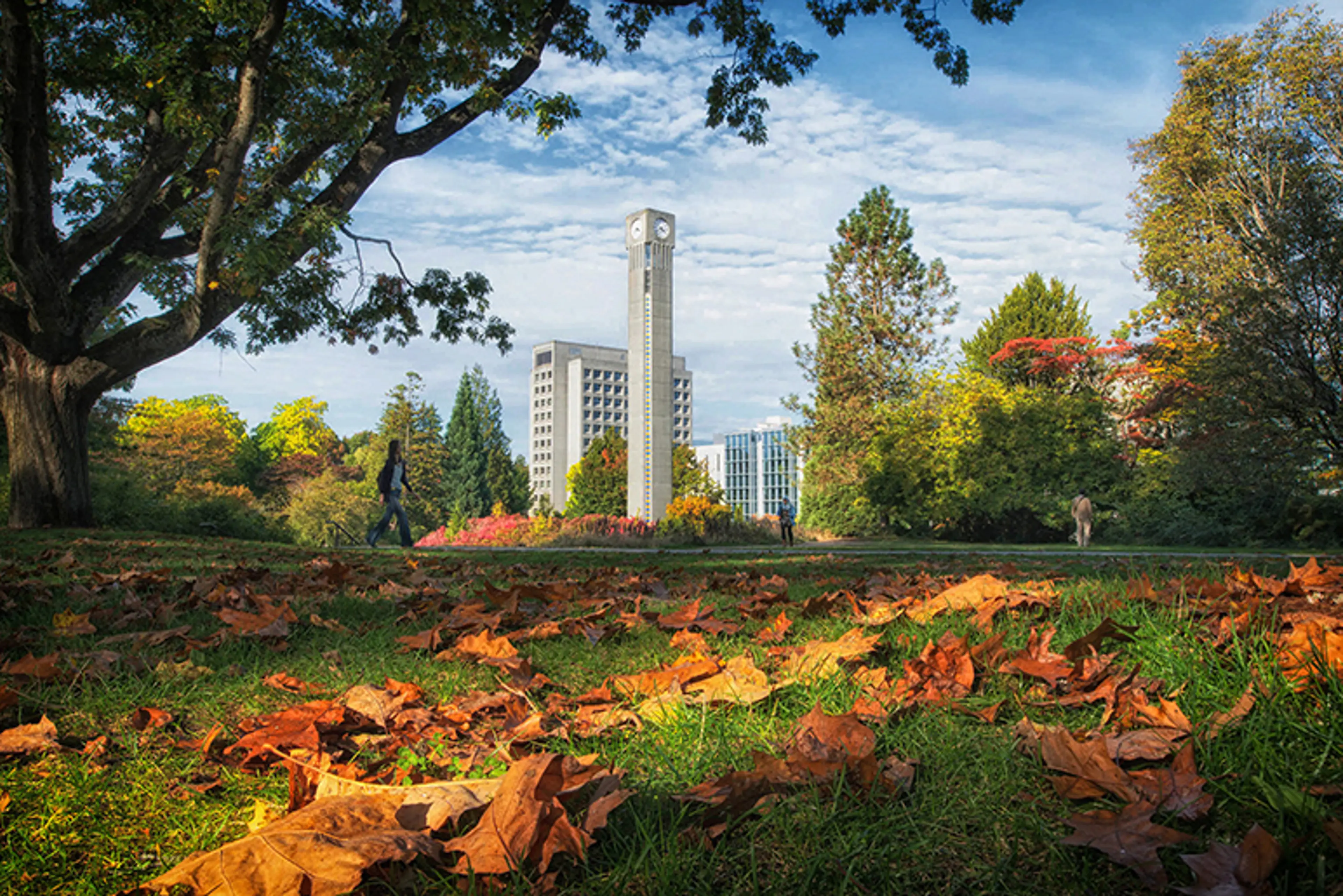 Fall colours at the University of British Columbia Campus in Vancouver