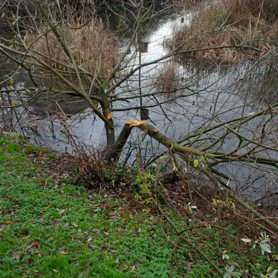 Image sourced from @VancouverBeaver