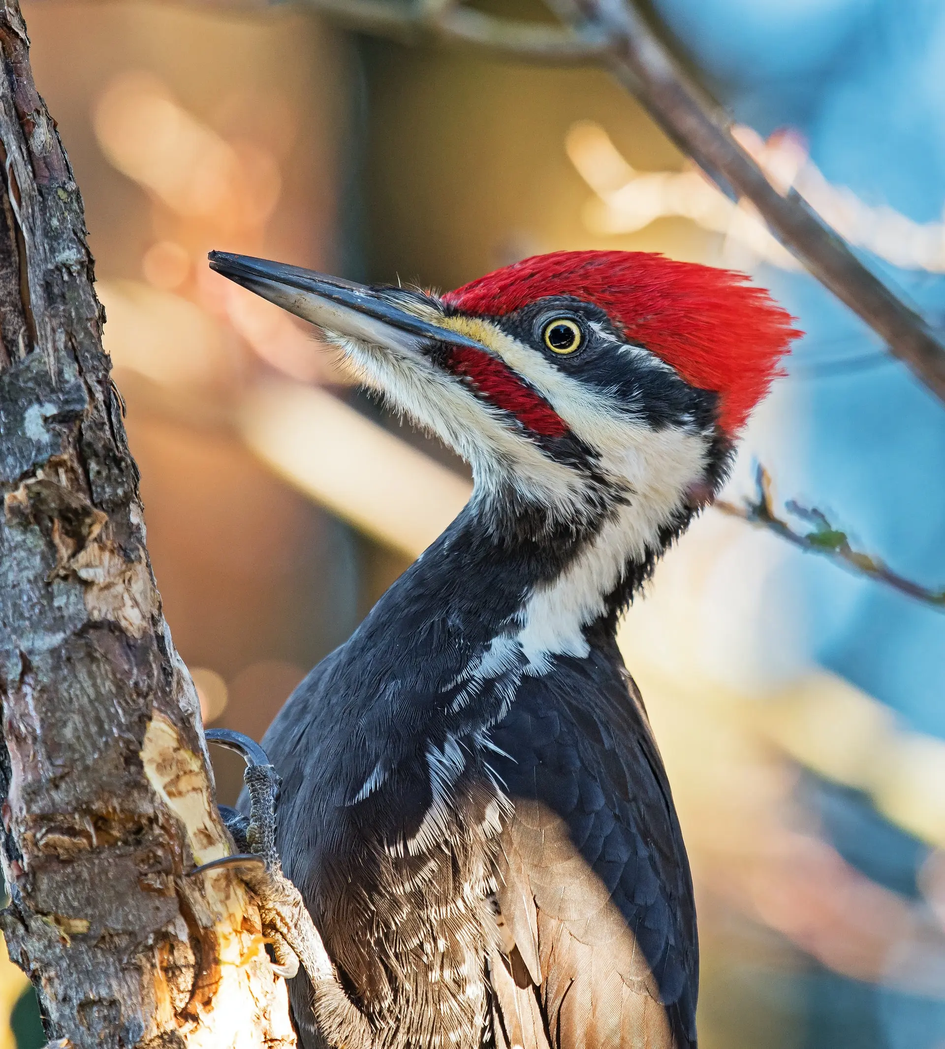 Pileated woodpecker