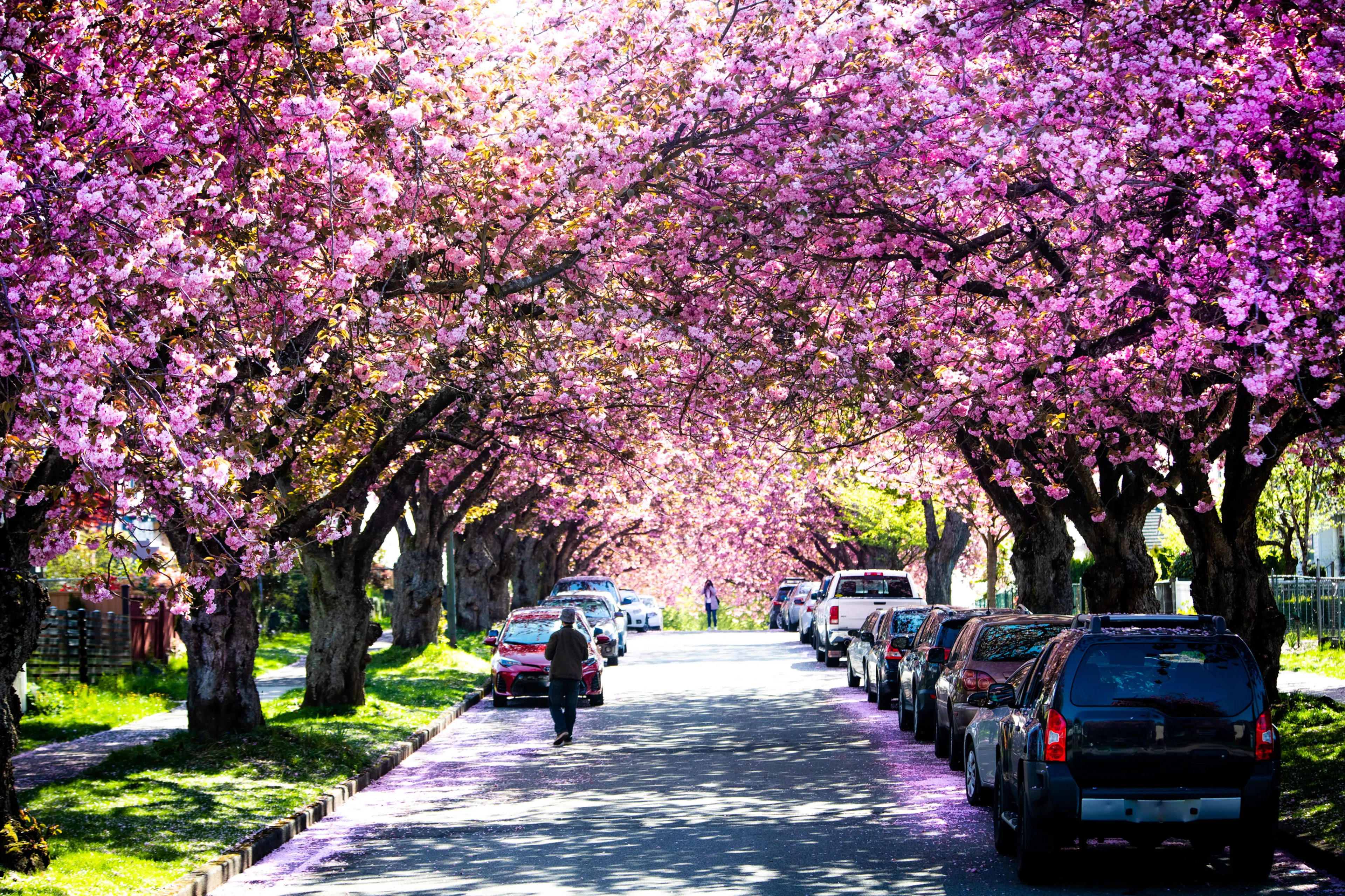 Where to Enjoy Cherry Blossoms in Vancouver this Spring