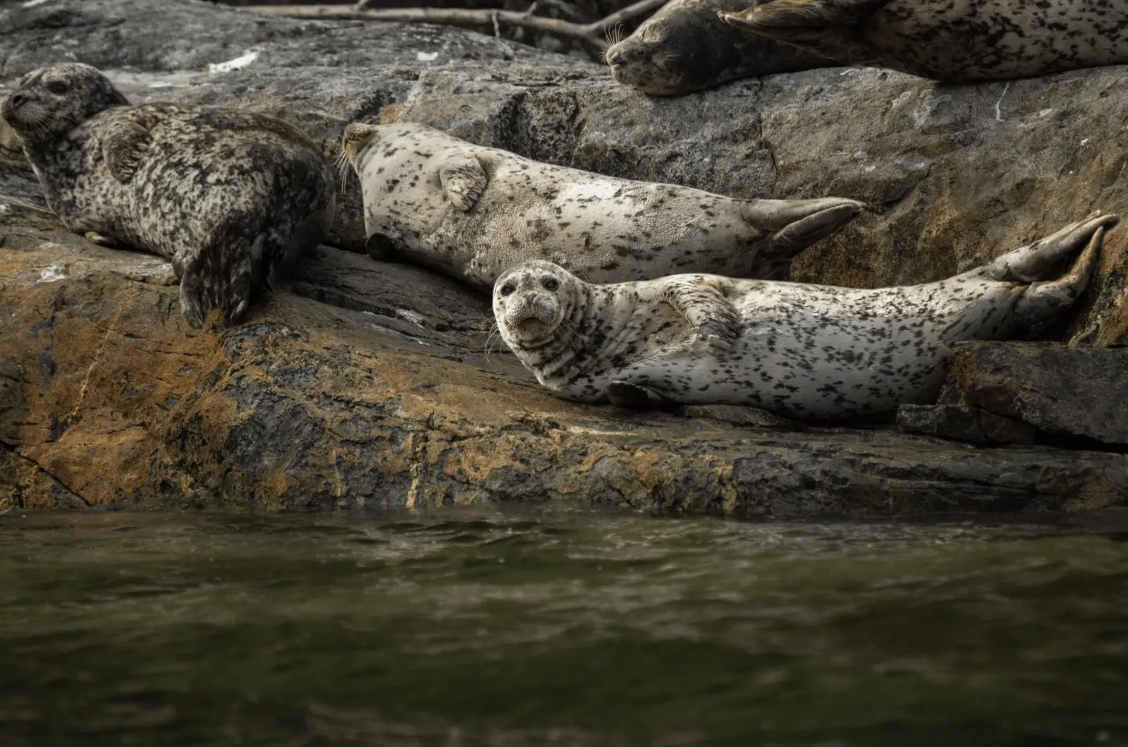Seals perch on a rock near Vancouver