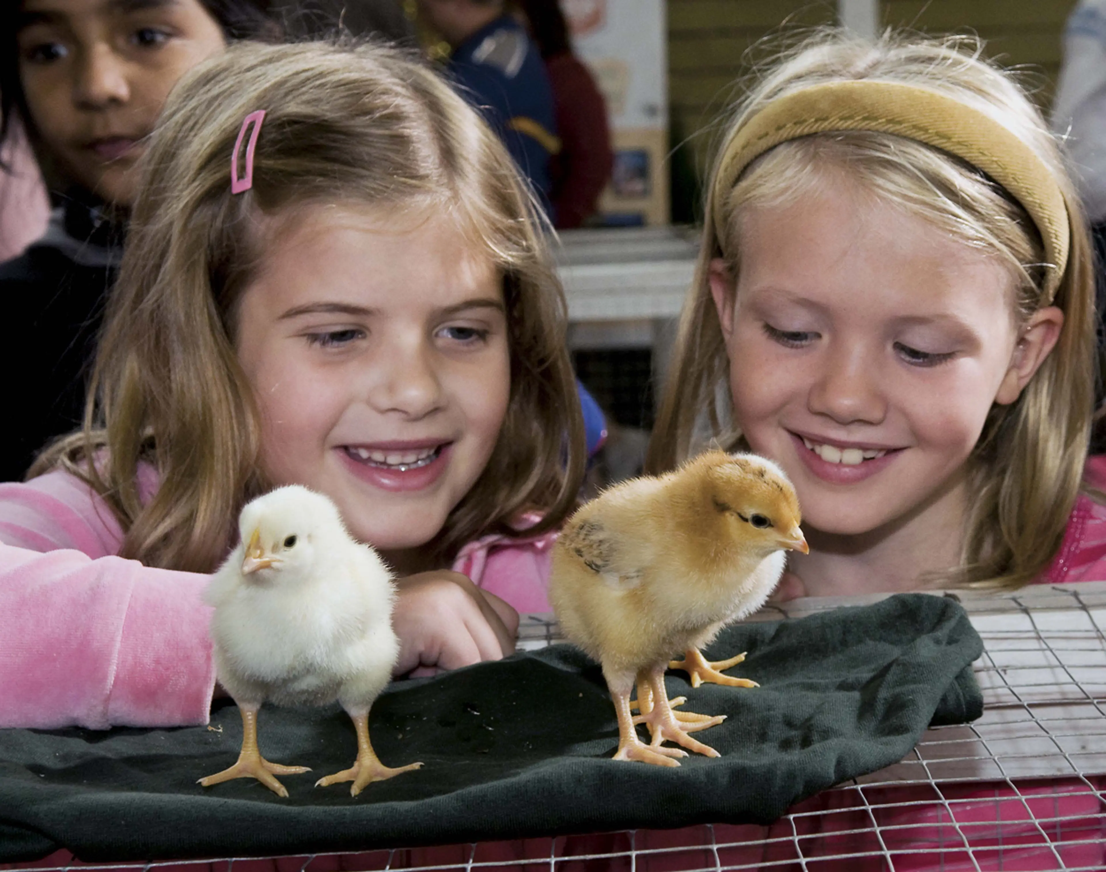 Two young girls look at chicks