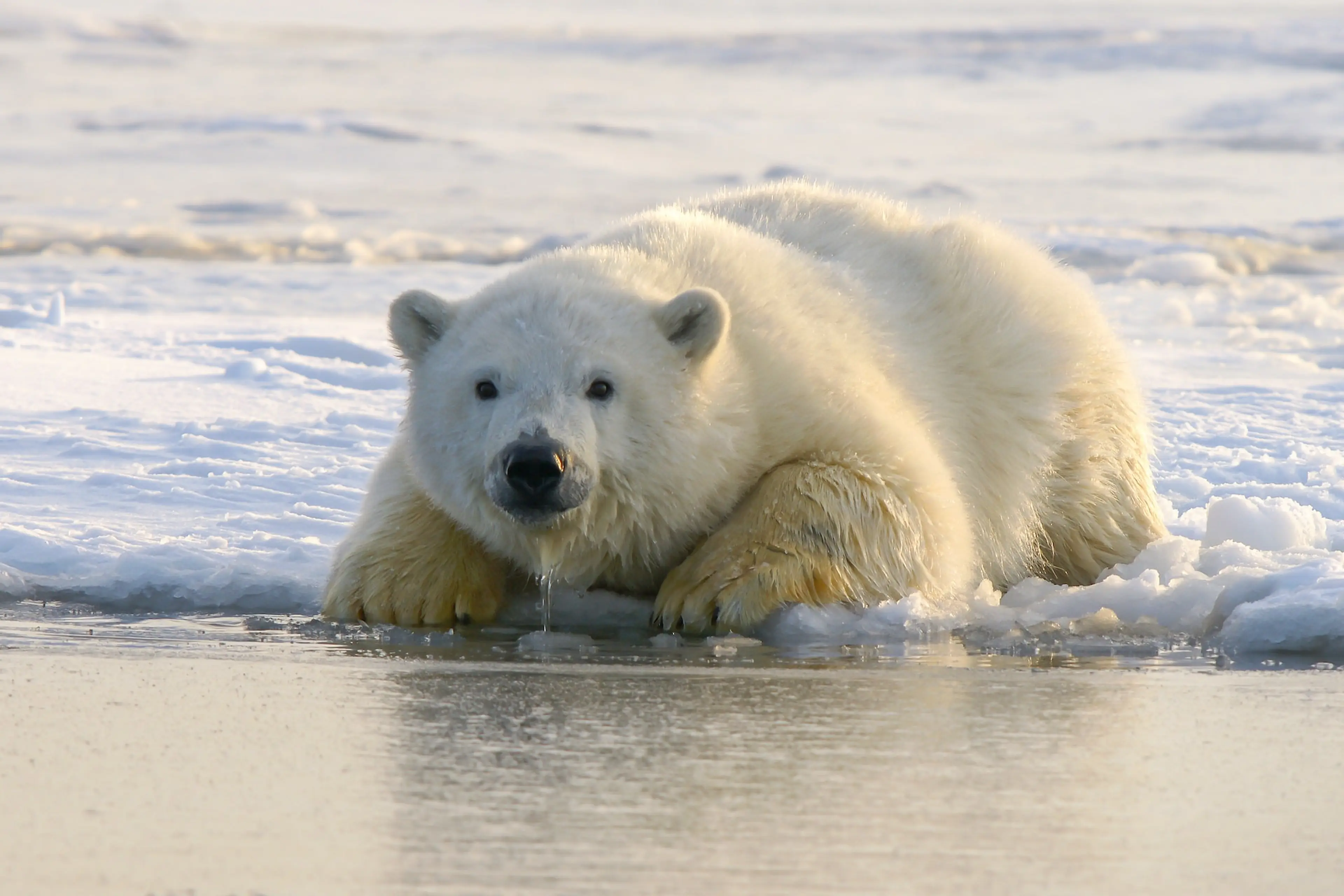 2023 Polar Bear Swims Around Vancouver