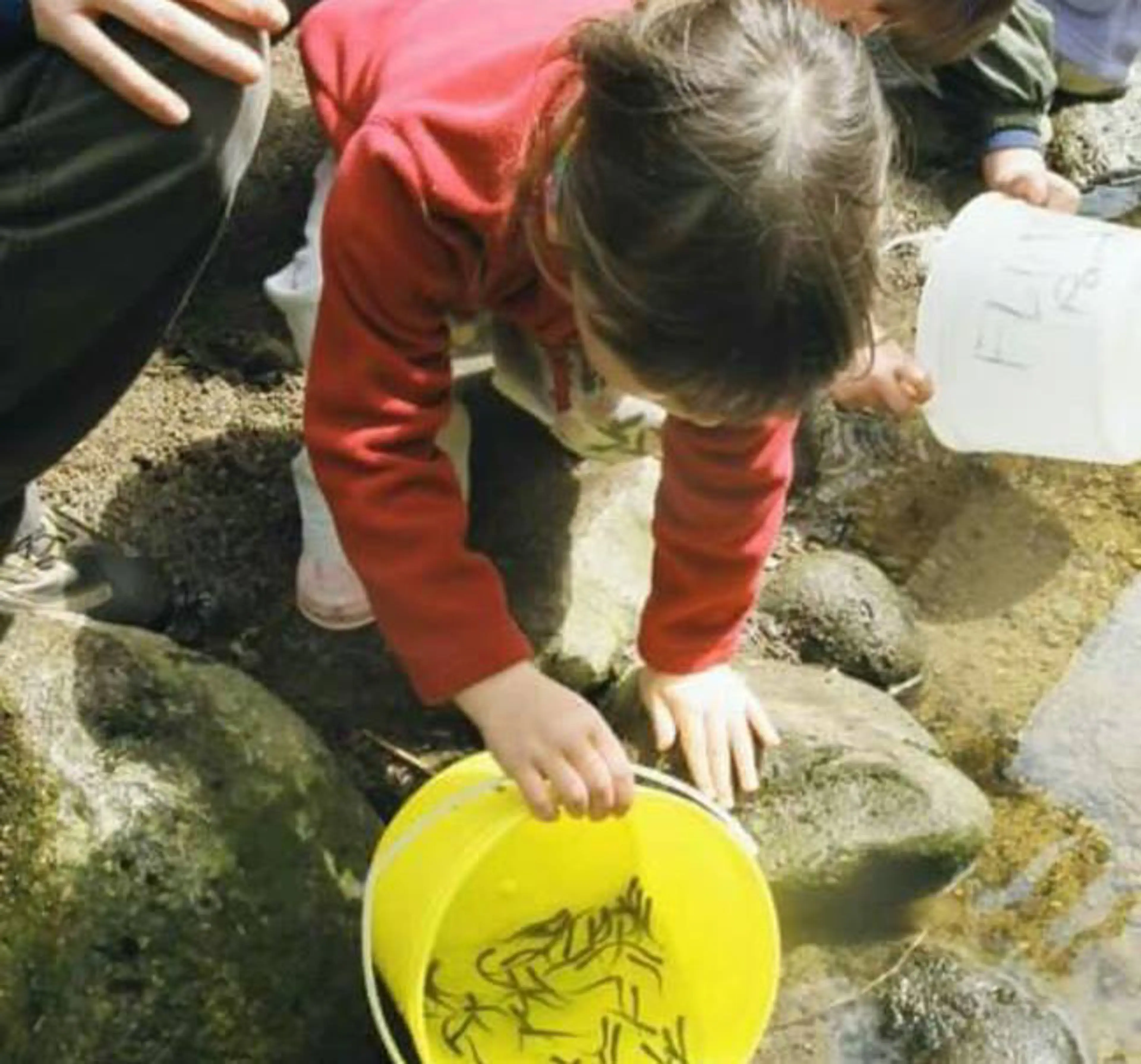 Port Moody Fingerling Festival