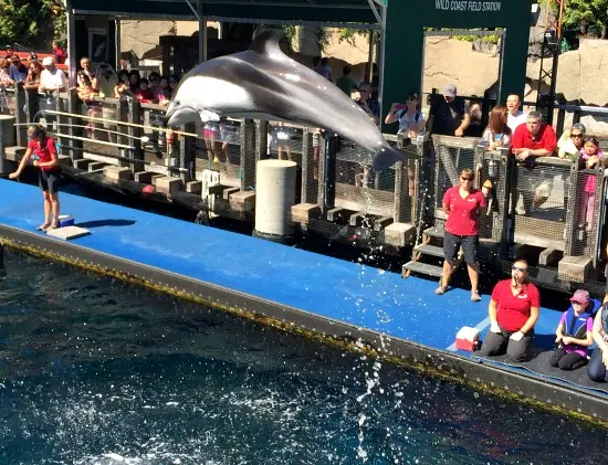 Dolphin mid-air above water during a show with people watching from a blue platform and fenced area.