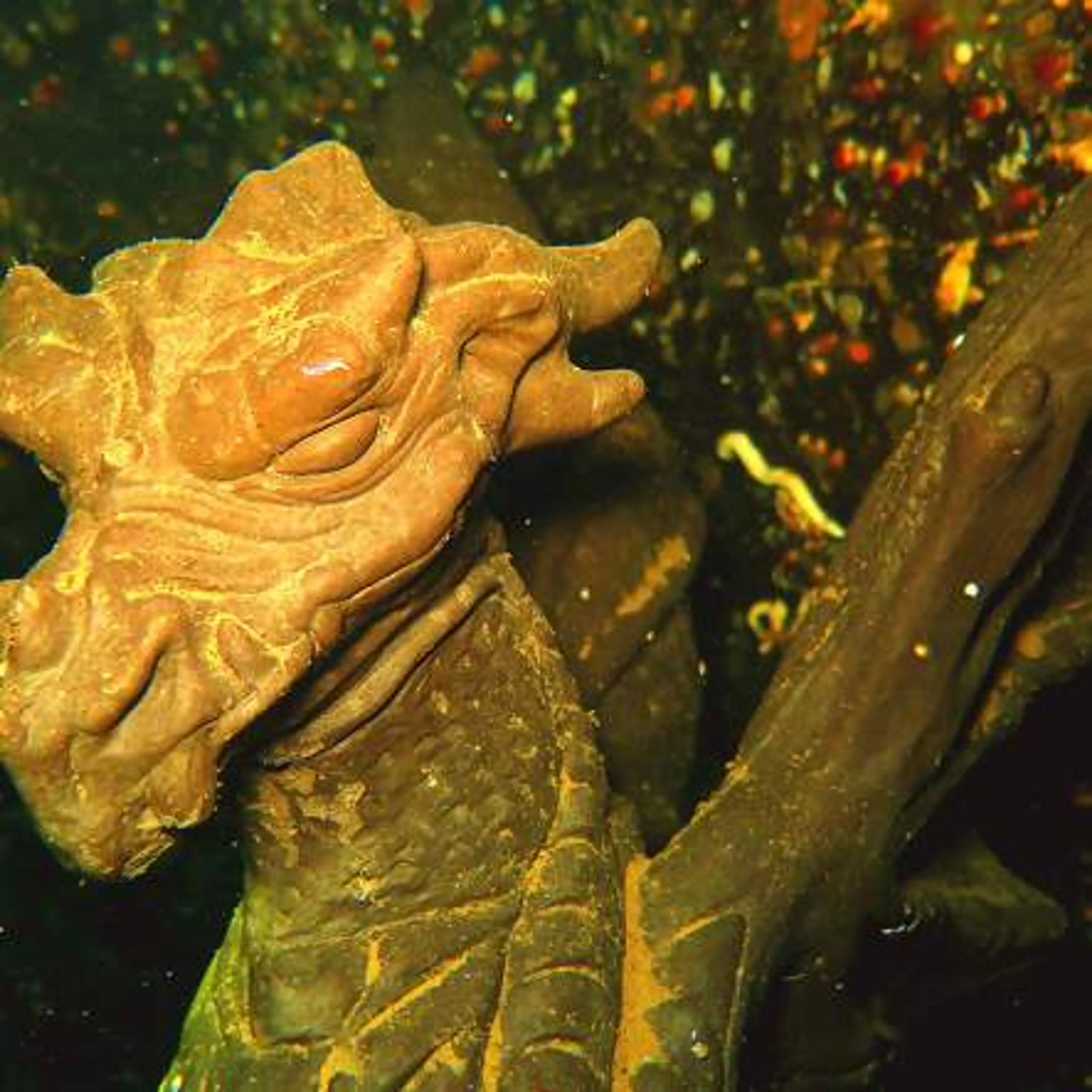 Scuba Dive for Dragons