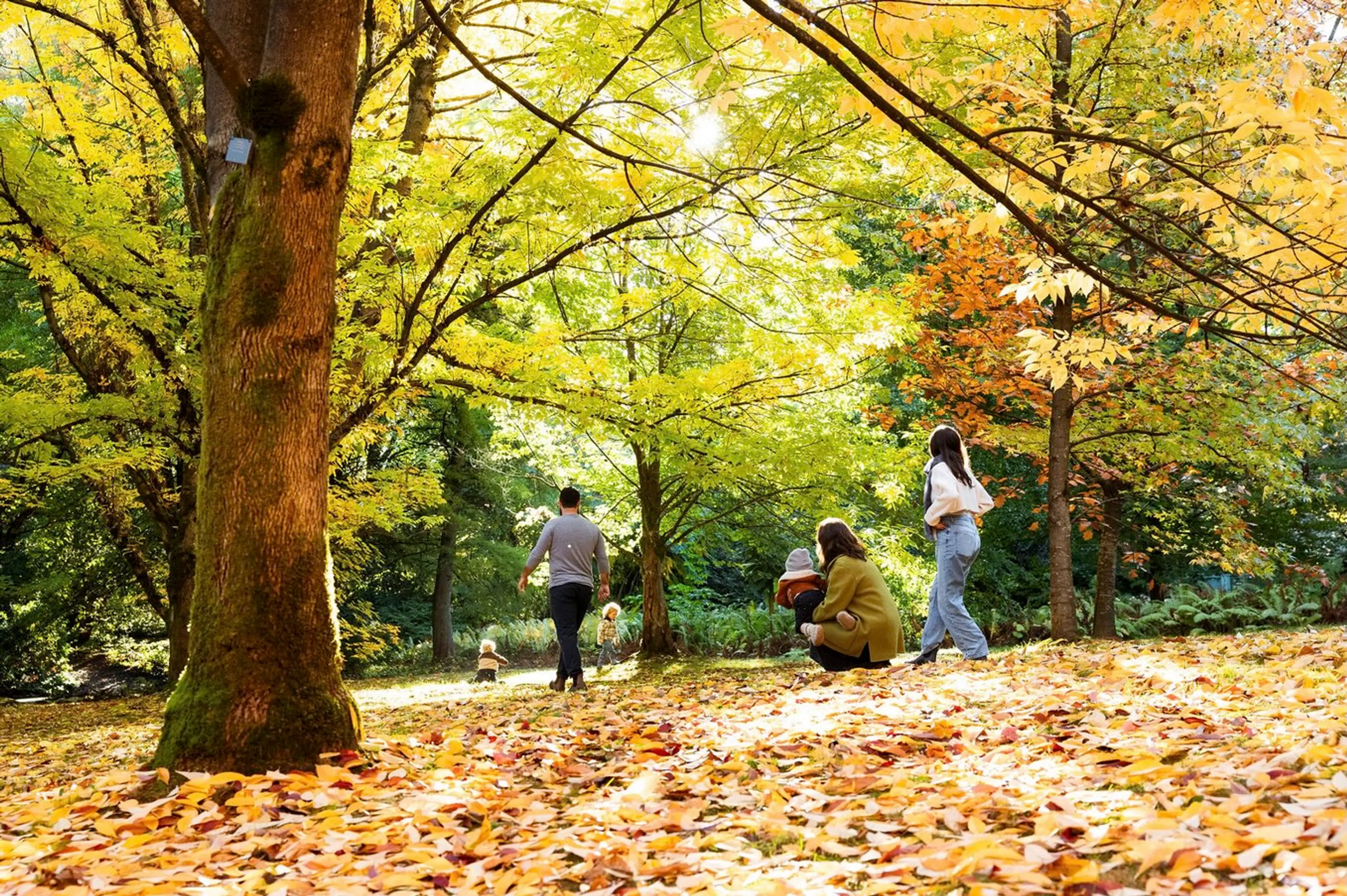 A family plays in a bed of yellow and orange fall leaves at VanDusen Botanical Garden