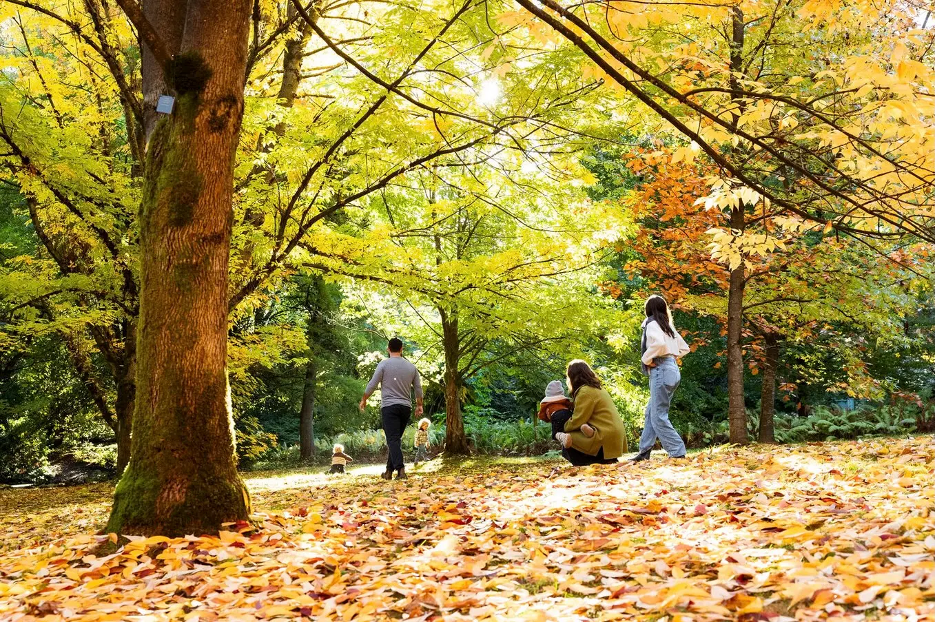 A family plays in a bed of yellow and orange fall leaves at VanDusen Botanical Garden