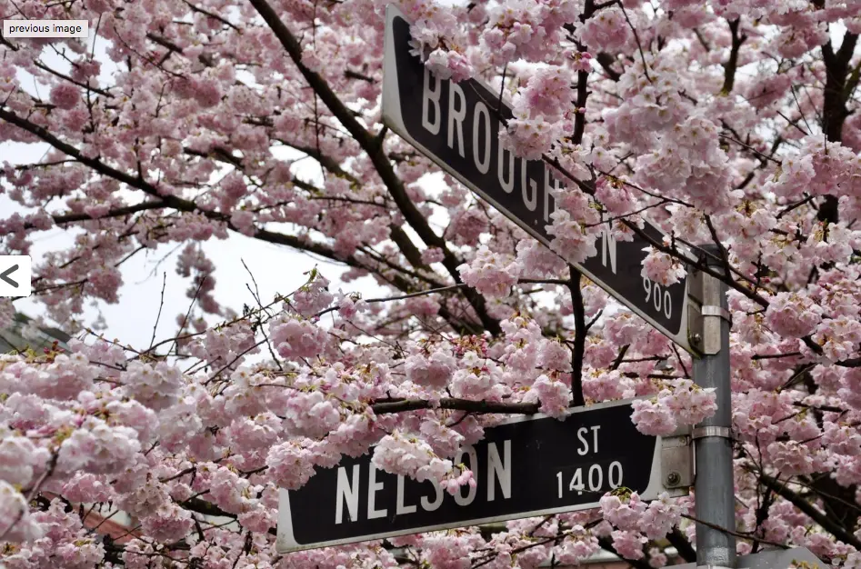Get Your Cameras Ready for the The 13th Annual Vancouver Cherry Blossom Festival
