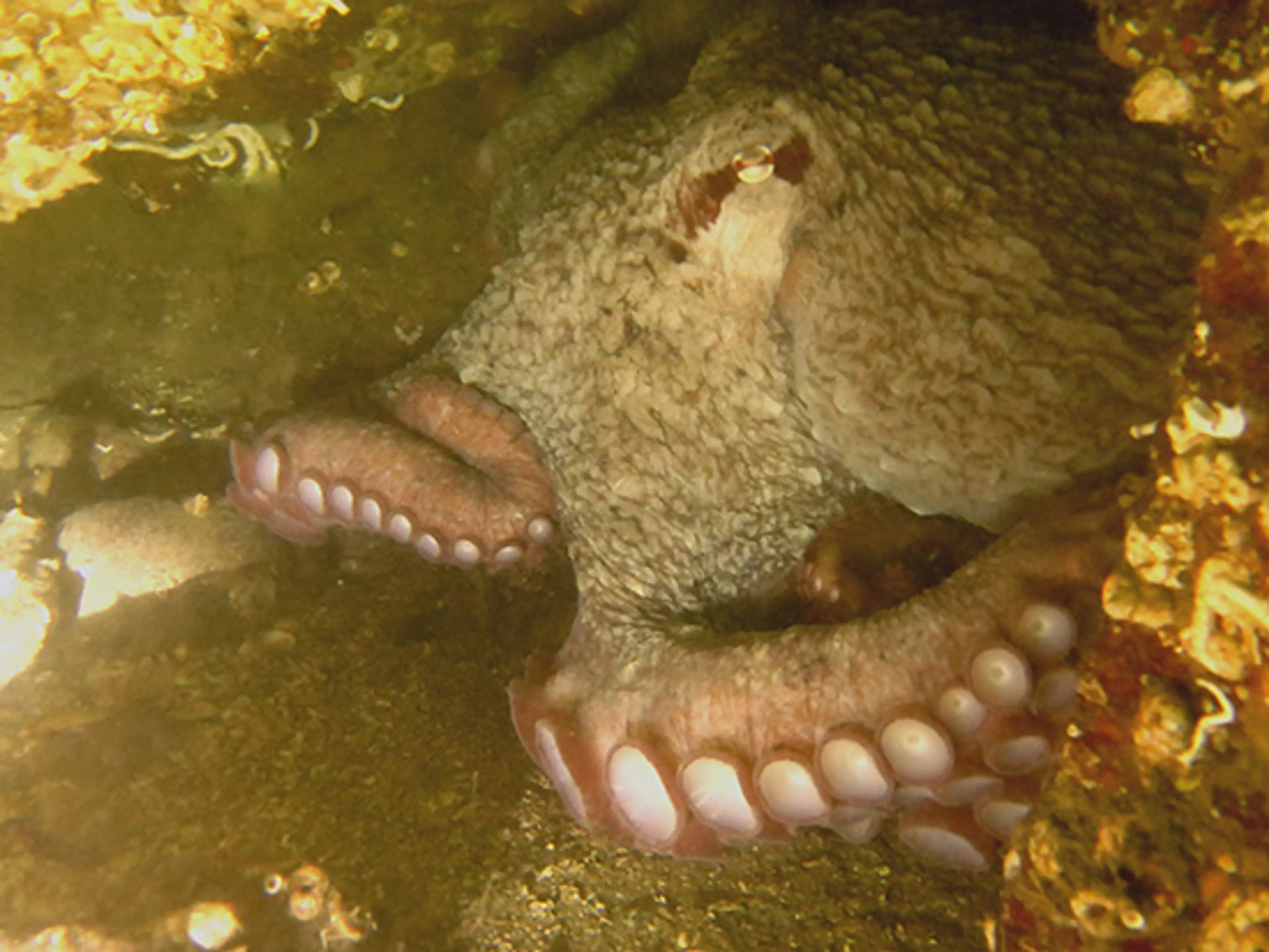 Diving Near Vancouver – An Octopus’s Garden…