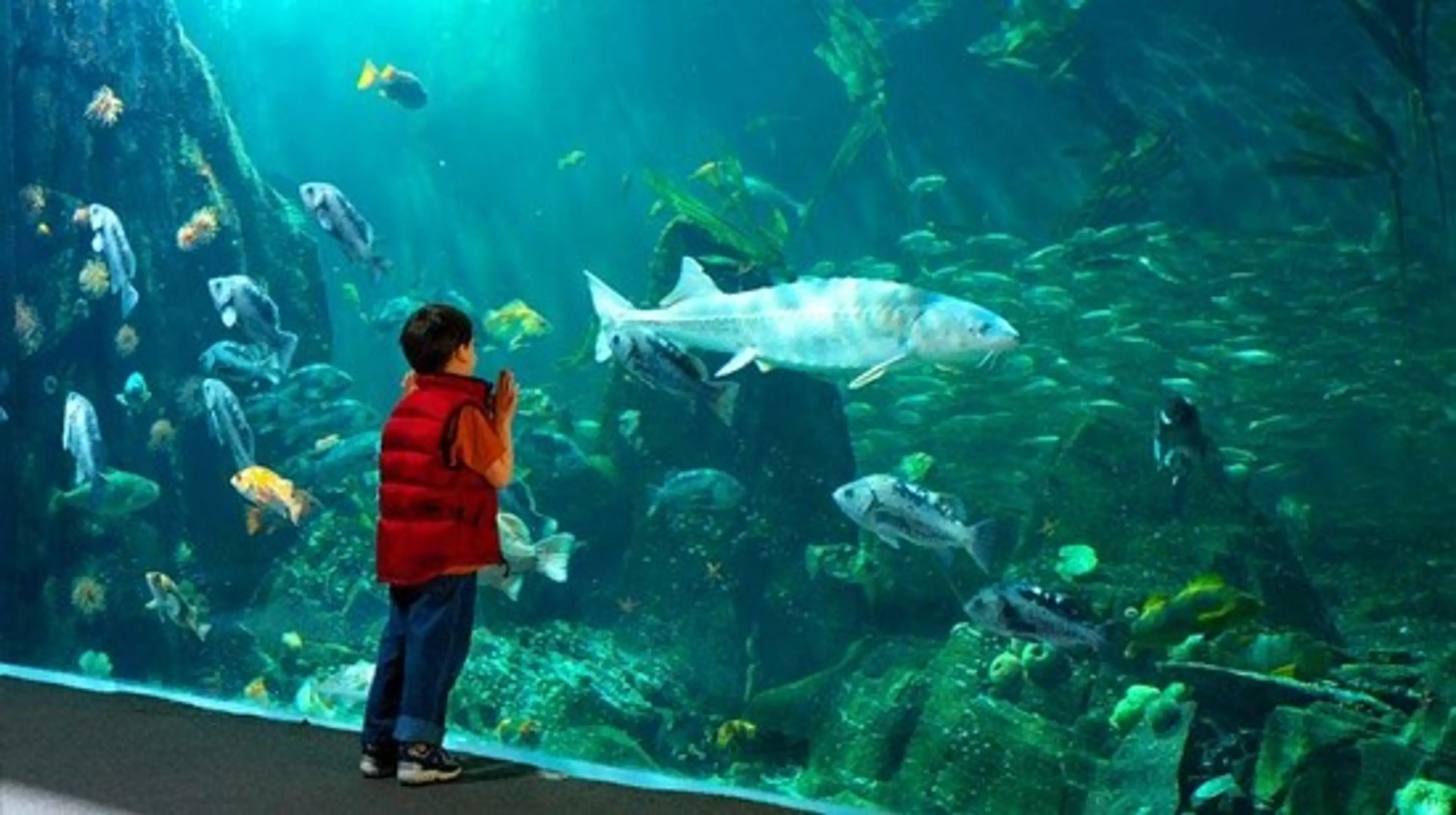 Sourced from the Vancouver Aquarium Facebook page