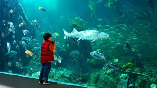 Sourced from the Vancouver Aquarium Facebook page