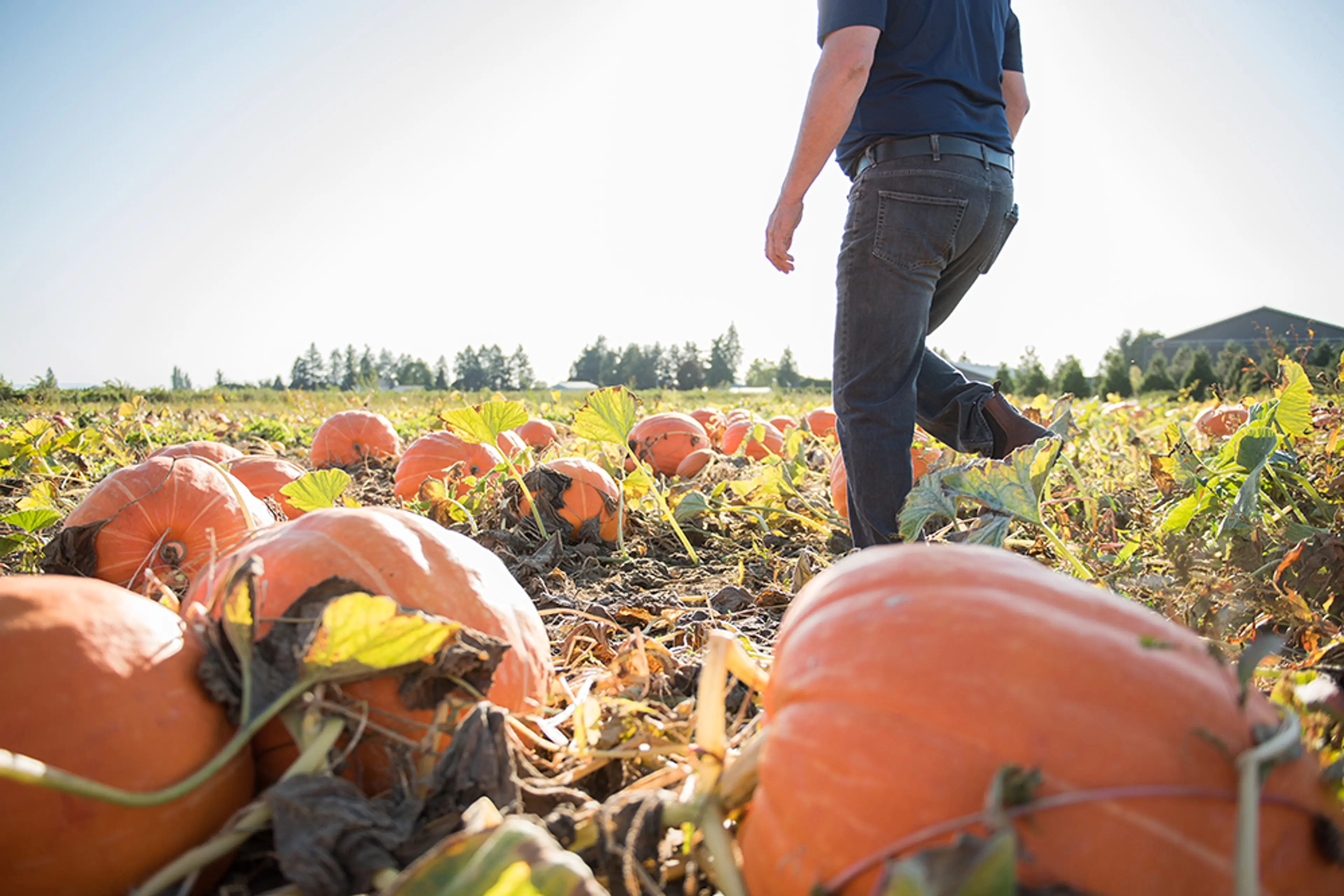 Pumpkin patch at Taves Family Farms near Vancouver