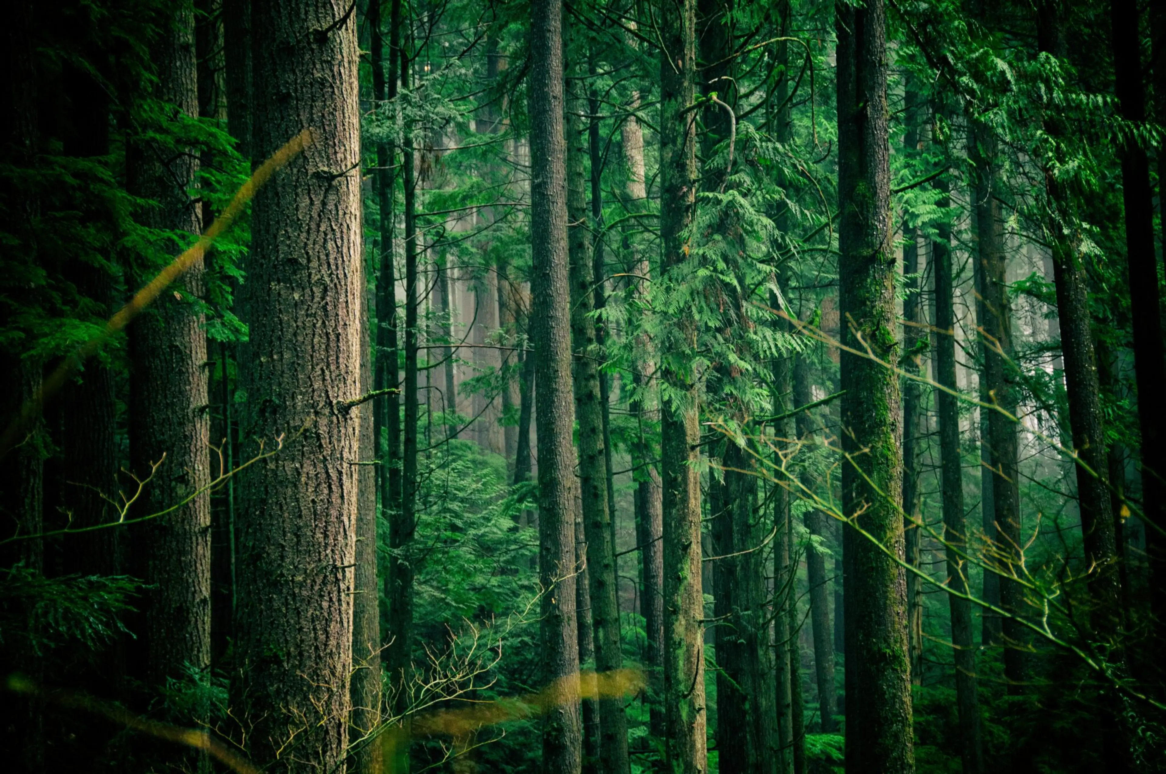 Forest along the Baden Powell Trail in North Vancouver