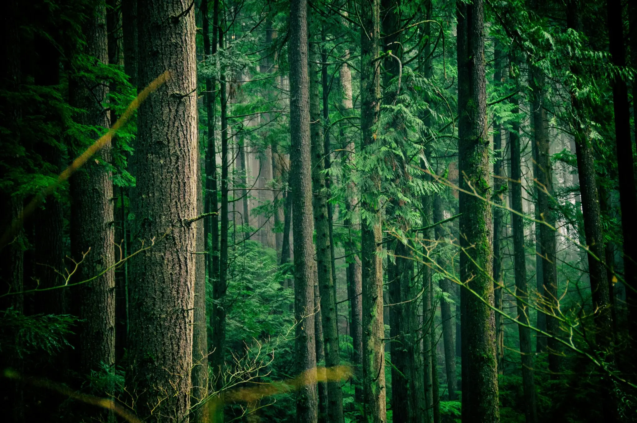 Forest along the Baden Powell Trail in North Vancouver