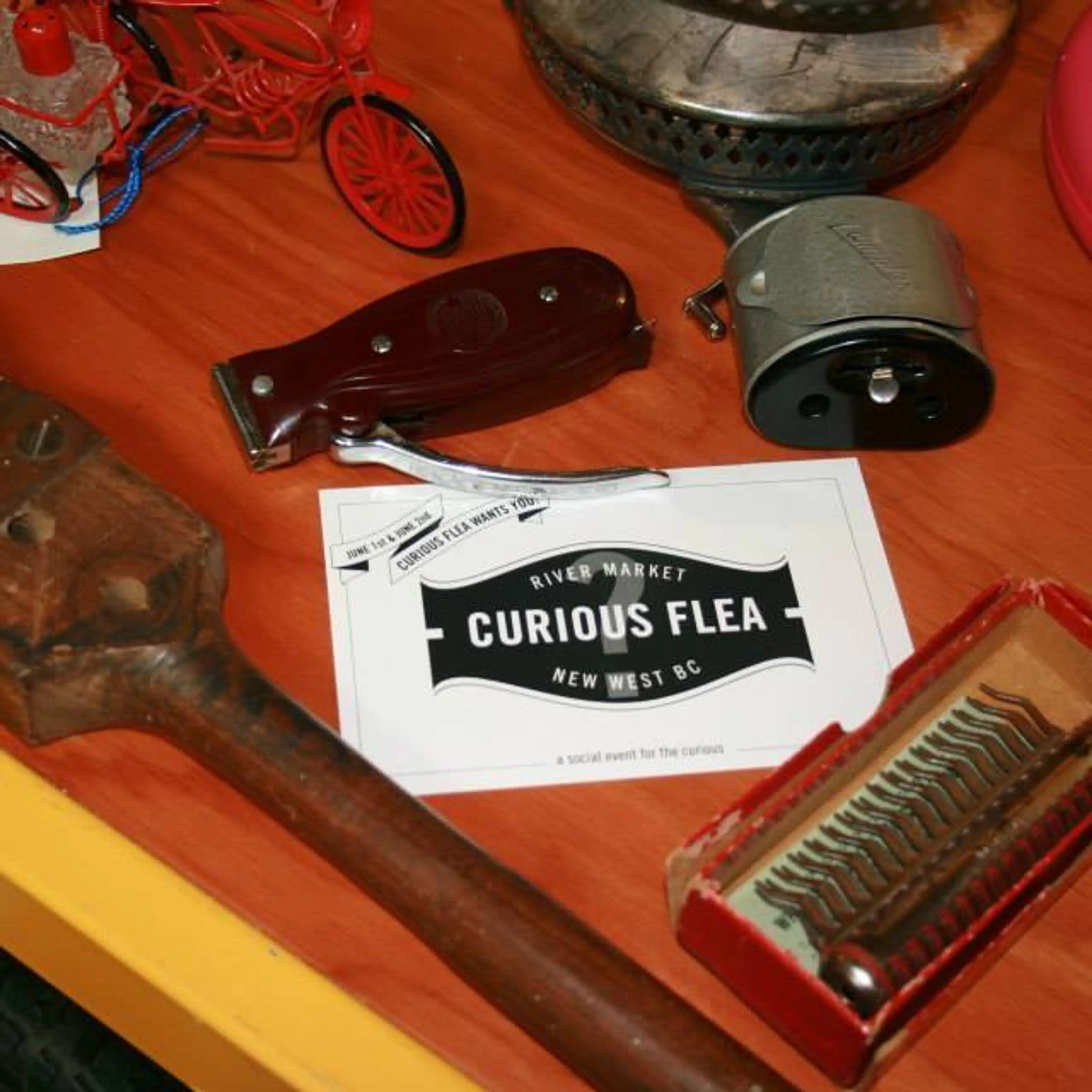 curiousflea