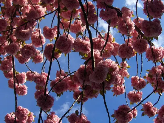 Top 5 Event Highlights Scheduled for the 2017 Vancouver Cherry Blossom Festival