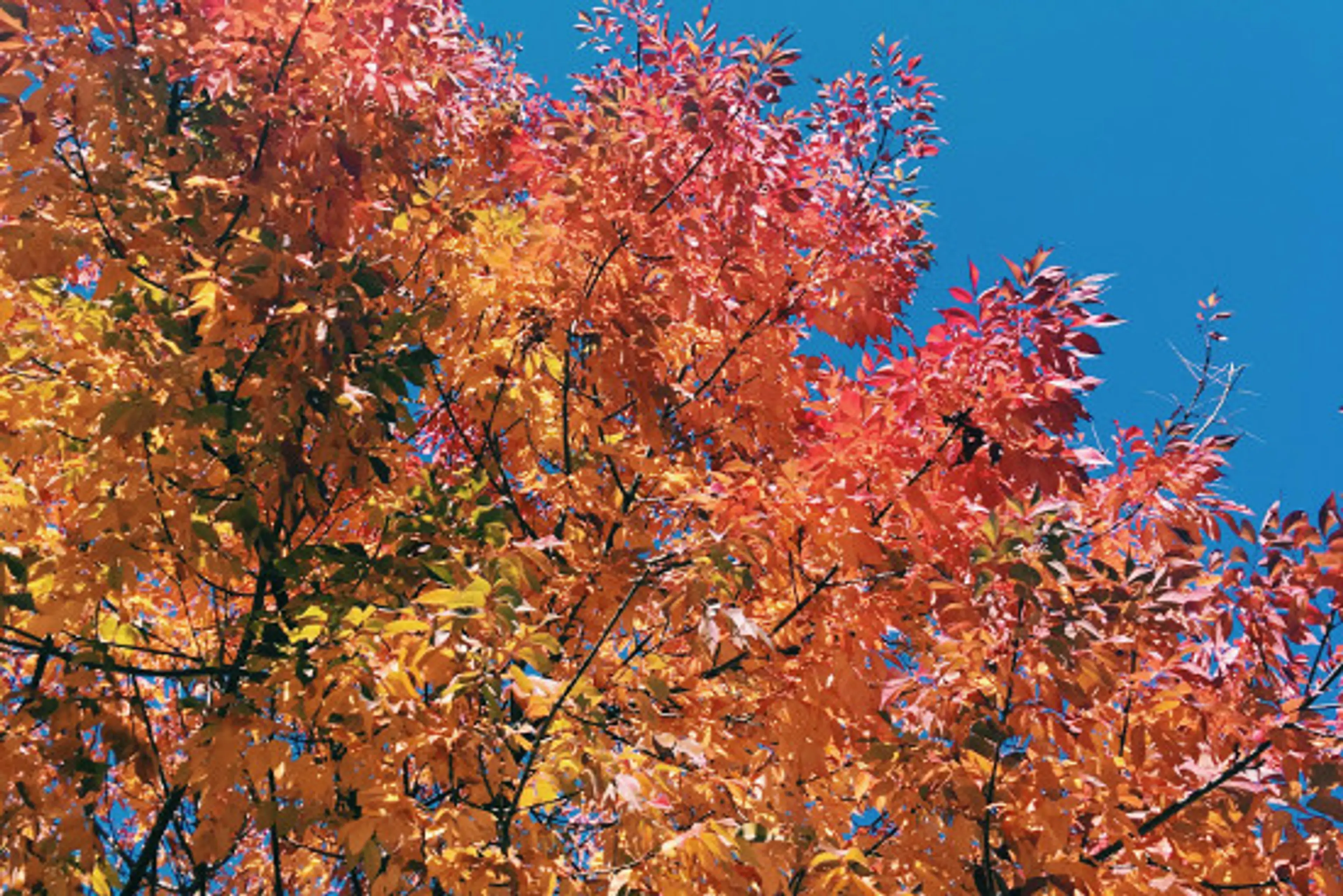 11 Outdoor Fall Activities To Try in Vancouver
